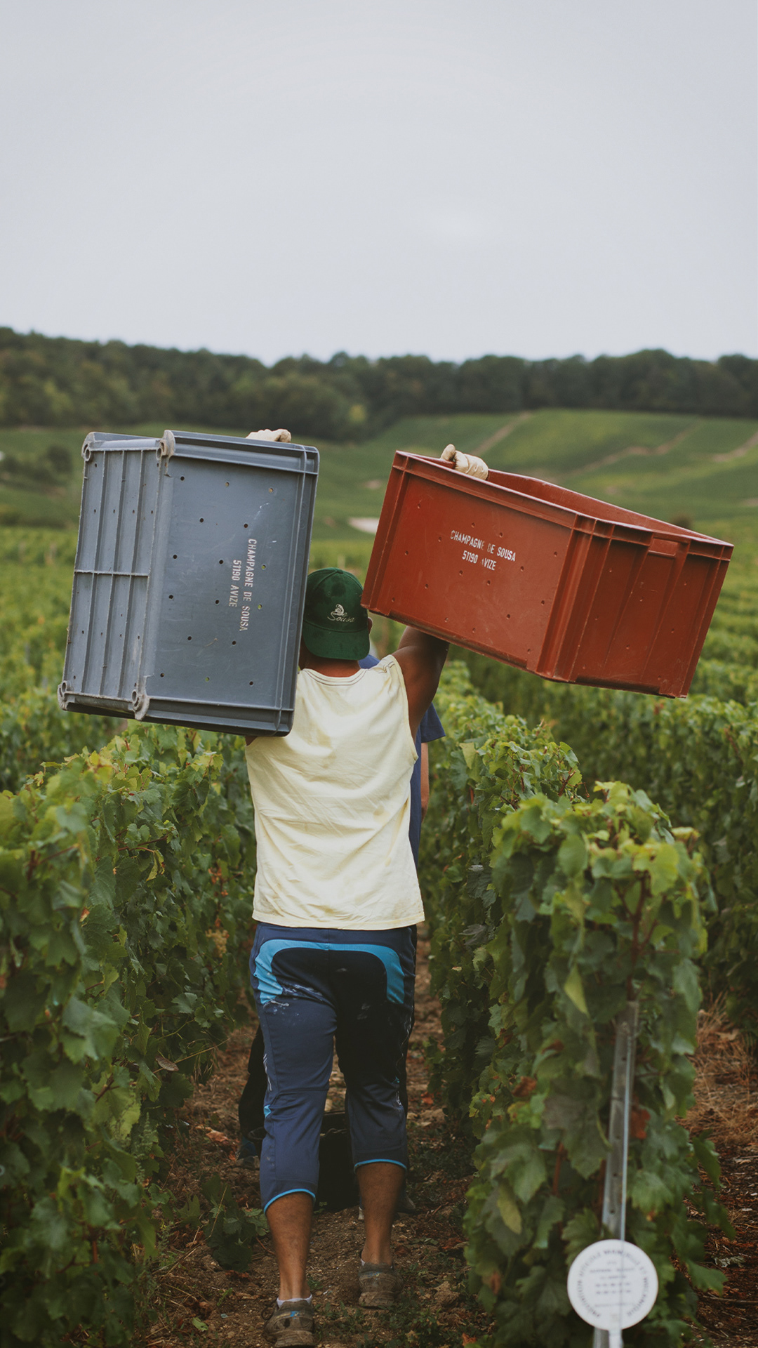 Erntehelfer - Harvest worker