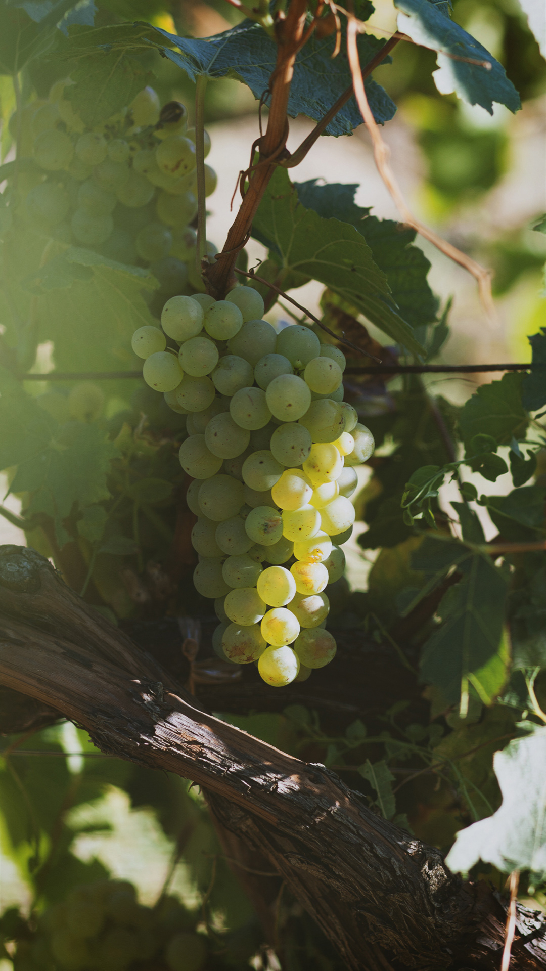 Trauben - Grapes
