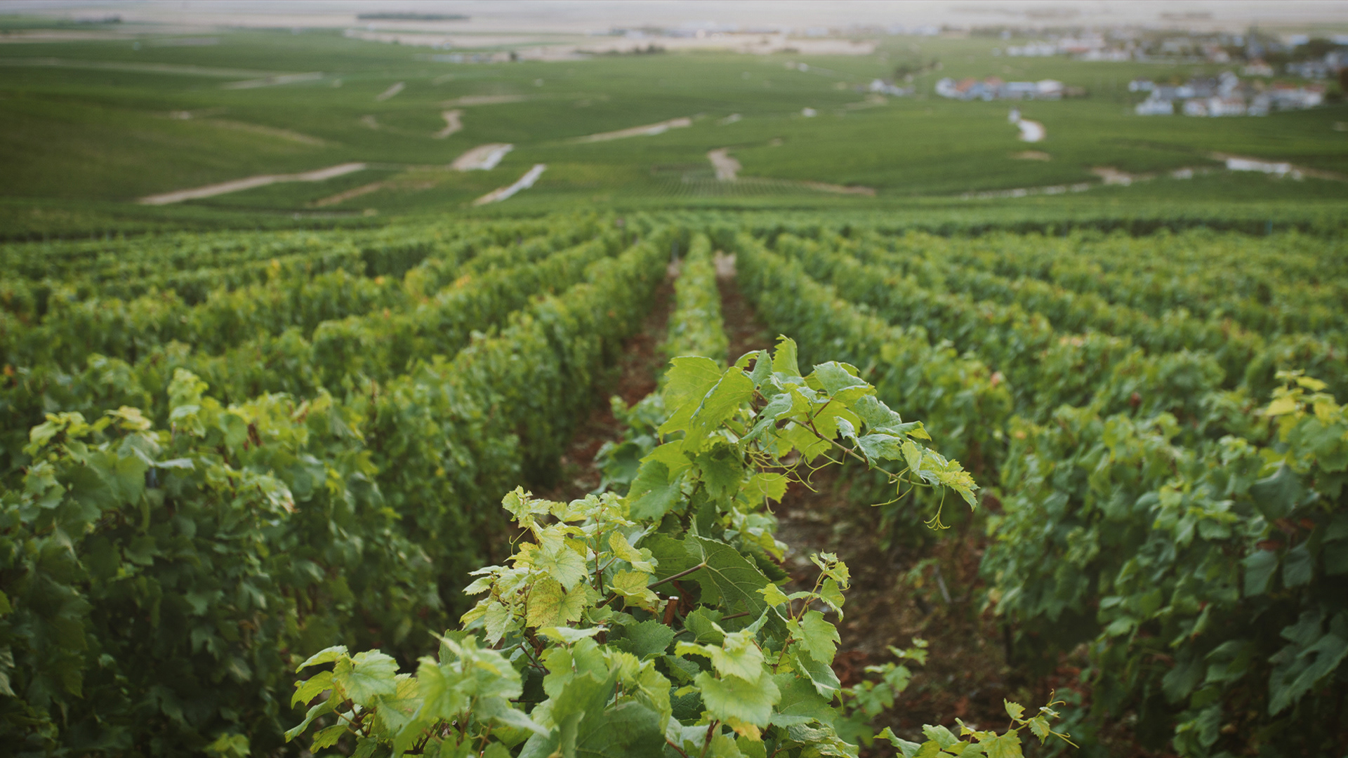 Côte des Blancs, Champagne, France
