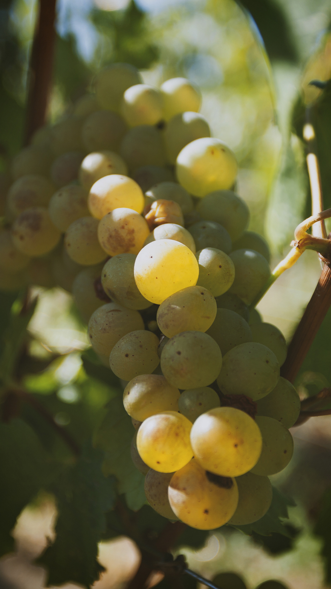 Trauben - Grapes
