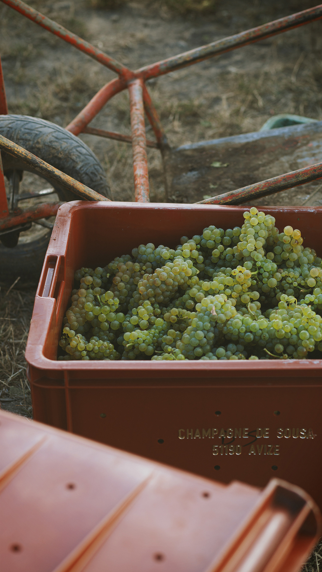 Chardonnay