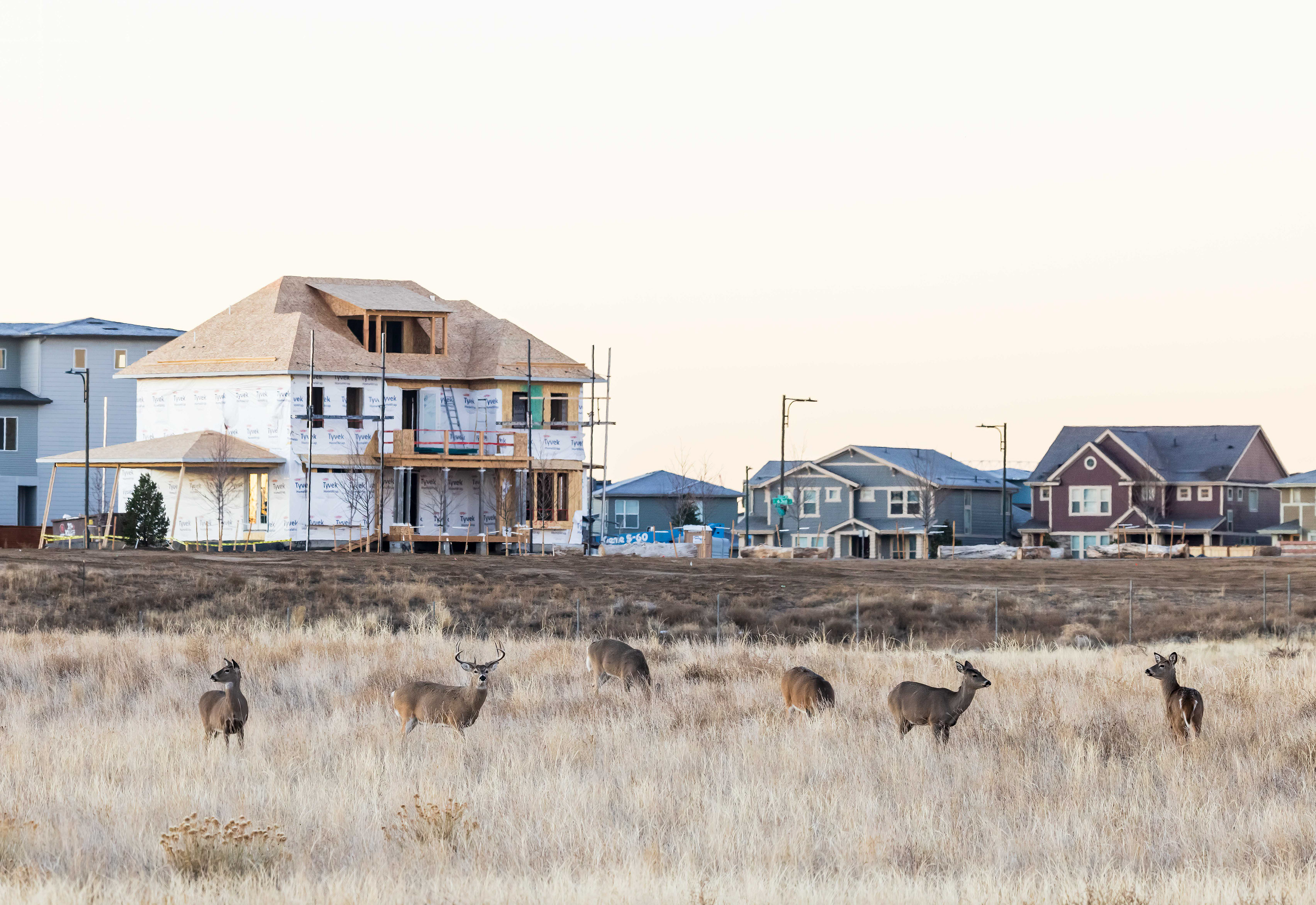 Mule Deer grazing on the edge of a wildlife preserve where new housing is encroaching.  Commerce City, Colorado