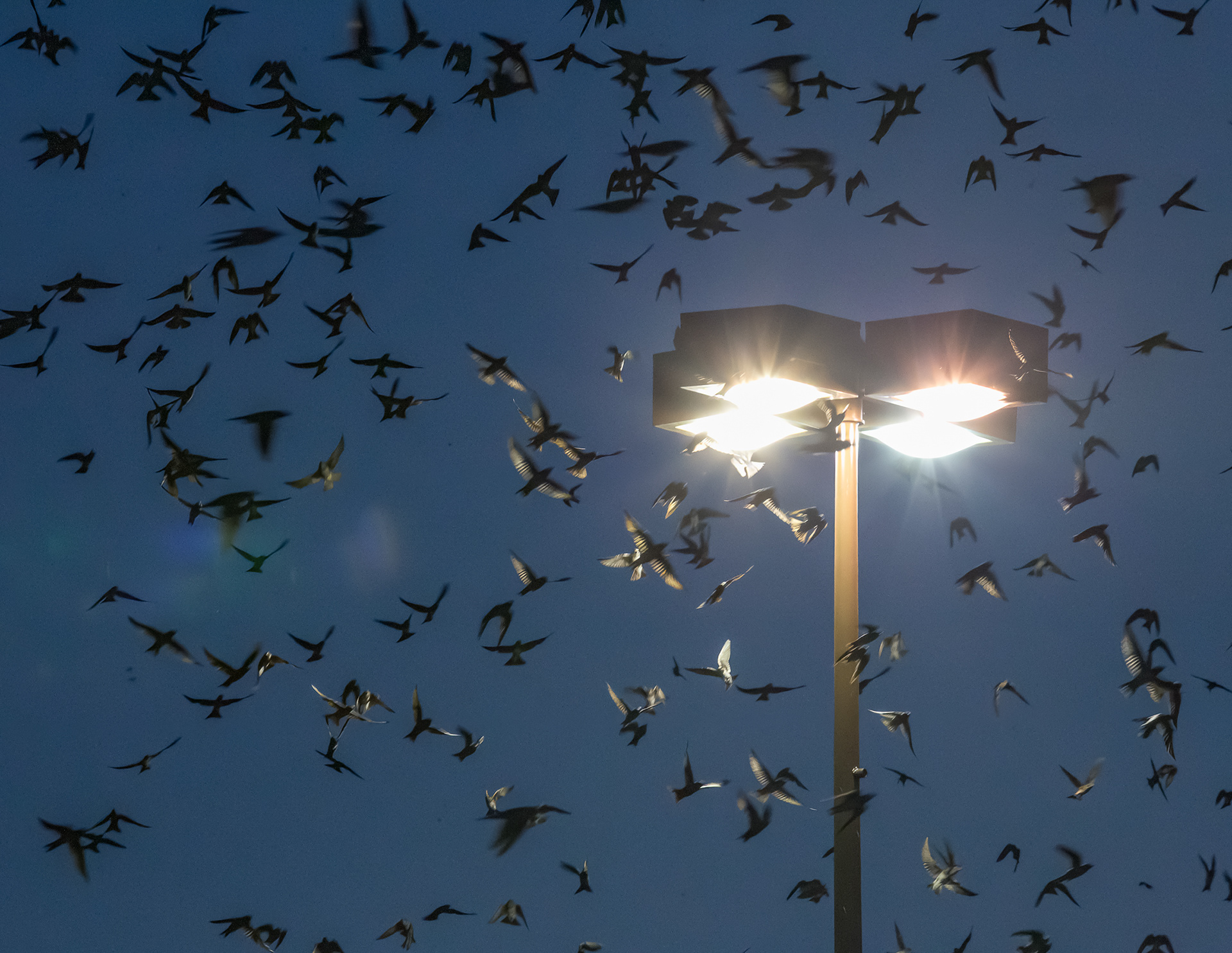 As purple martins flock by the the thousands to their pre-migratory roosting trees in mid-July, they commonly become drawn to parking lot lighting. The lighting can temporarily confuse them and blind them, as well as cause fatal collisions. Capital Plaza, Austin, TX.
