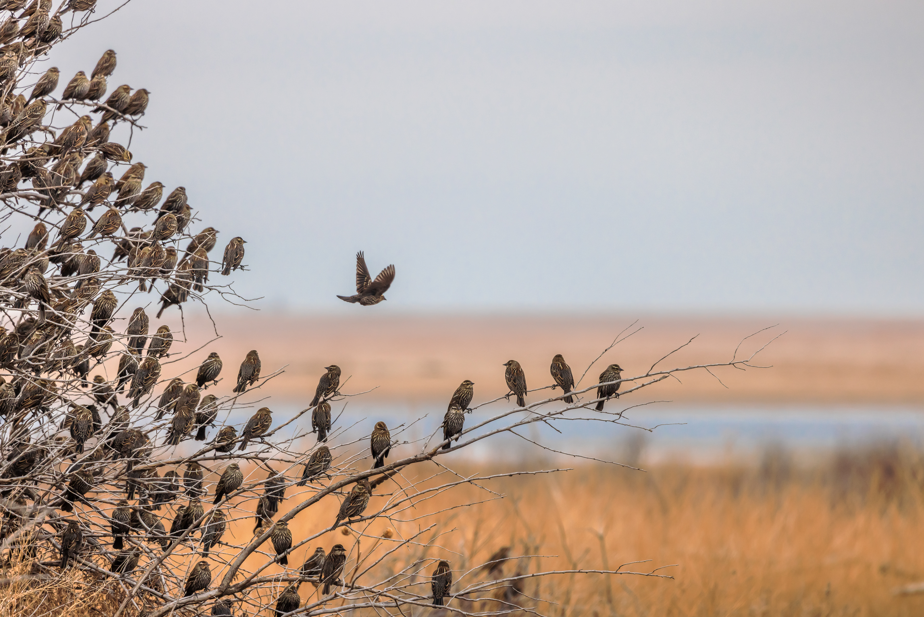 Female red-winged blackbirds gather in large flocks ion the plains in winter in southeastern Colorado.
