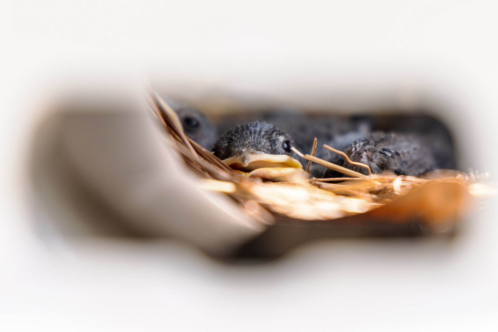 Ten day-old purple martins (Progne subis) peek outside the entrance to their nest, hoping to see one of their parents coming in with insects to feed them. Hornsby Bend Water Treatment Plant & Environmental Research Center, Austin, TX.