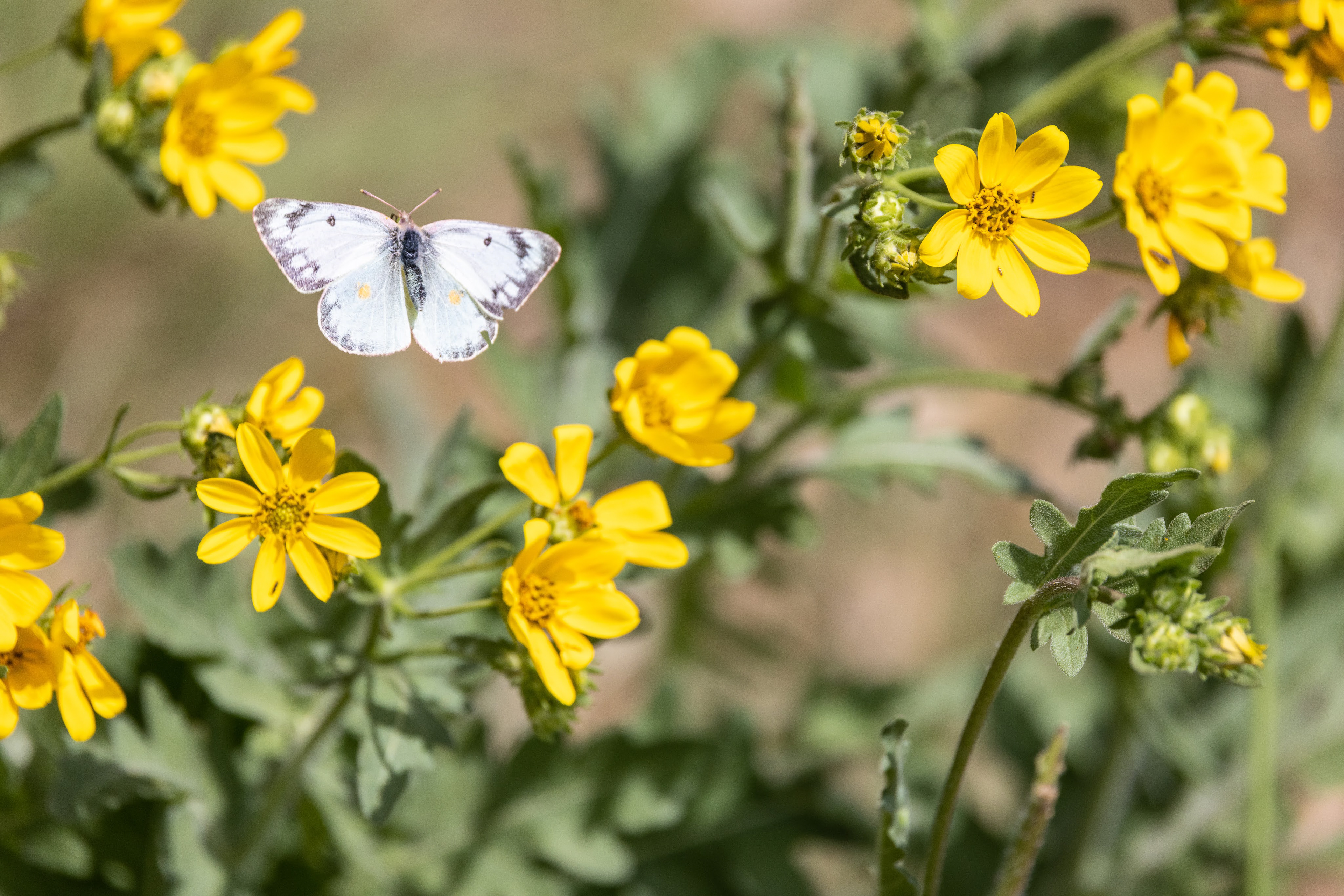 A cabbage caterpillar butterfly hovers over yellow wildflowers in the Texas Hill Country