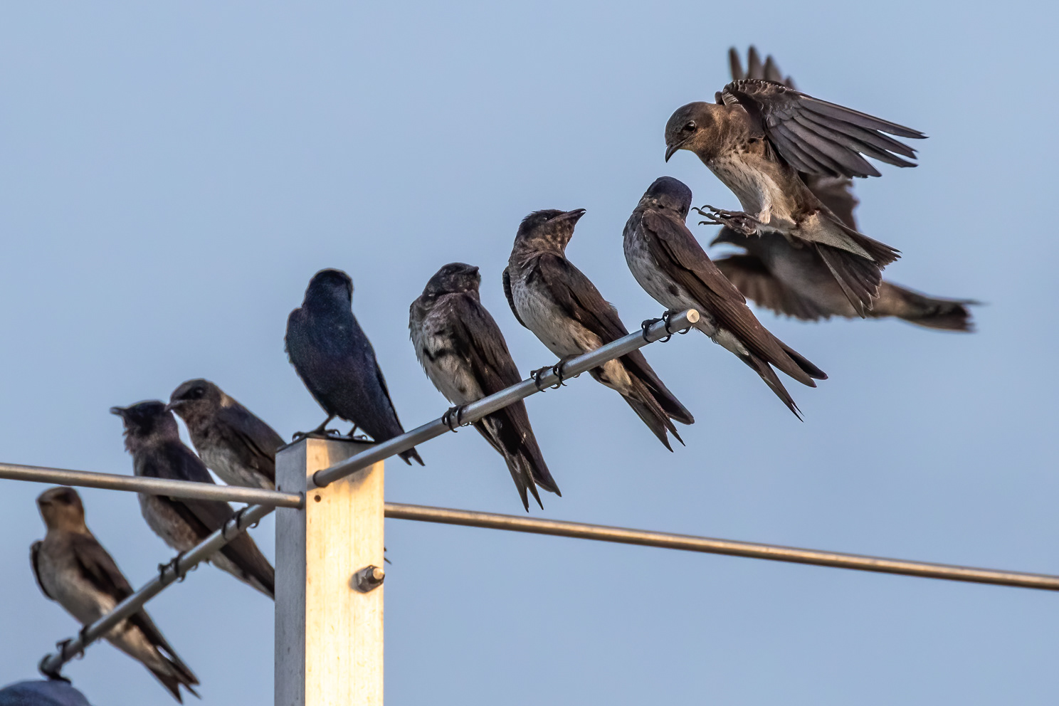 Purple martins perch on top of a gourd rack in front of an elementary school in Cedar Park, TX. Among the fledglings, there is an adult male & female. Purple martin babies fledge after 29 days. Cedar Park, TX.