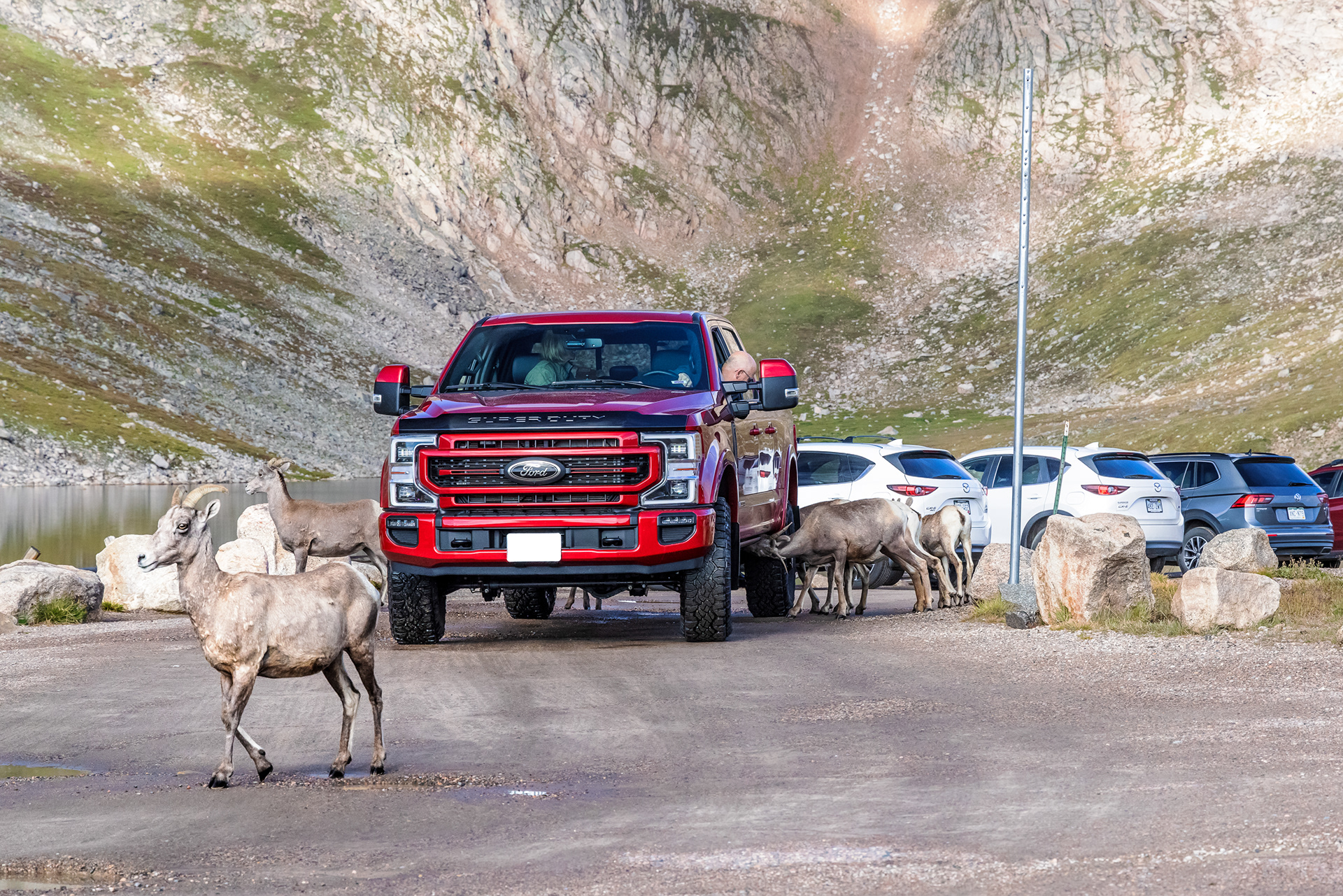 Three bighorn sheep (Ovis canadensis) are seen licking the undercarriages of a visitor's truck in the parking lot of Summit Lake on the Mount Blue Sky (formerly Mount Evans) road in August. The driver patiently waits for the sheep to disperse before driving away.