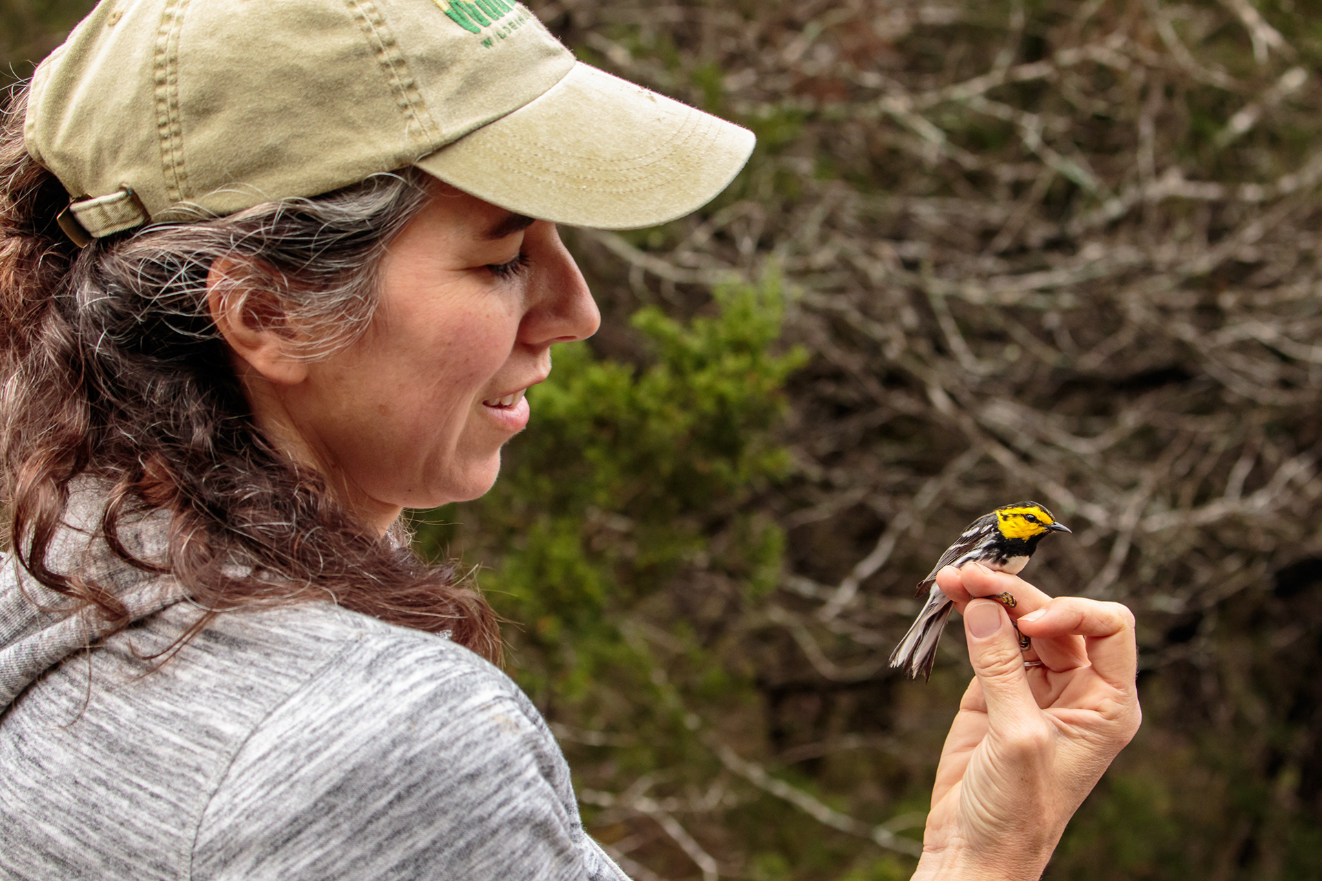 Biologist Julie Murray checks over a golden-cheeked warbler that she had just rescued from a net for a banding study. in Austin, Texas.