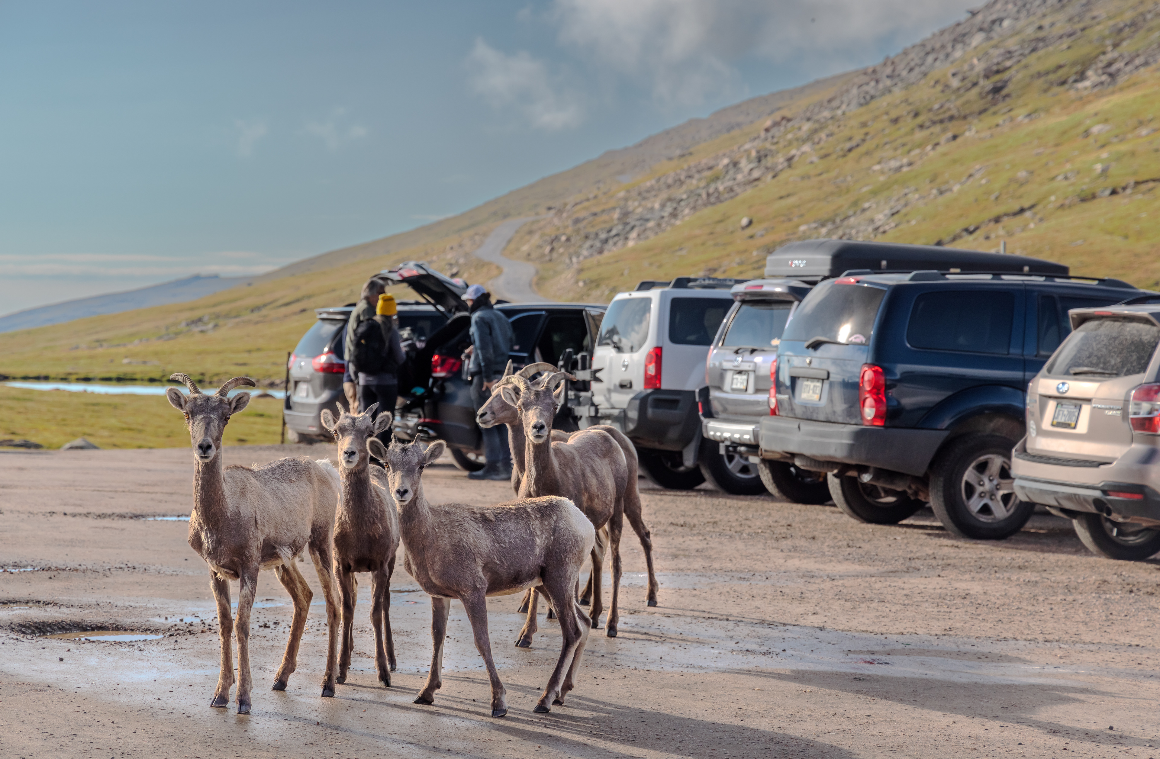 A group of female and juvenile bighorn sheep (Ovis canadensis) congregates in the parking lot, of Summit Lake, below Mount Blue Sky. Once in the parking lot they lick cars and mingle too closely with visitors.