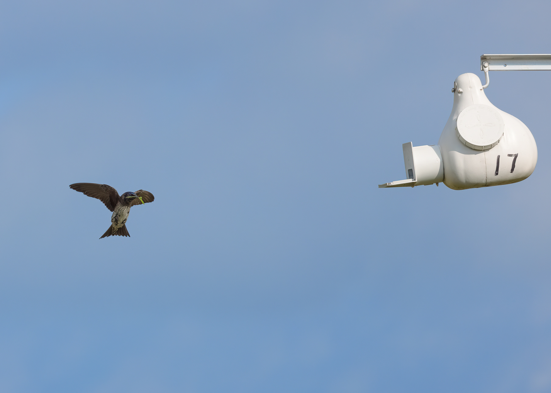 A second year male brings a fresh oak leaf to his nesting gourd to add to the nesting material.
