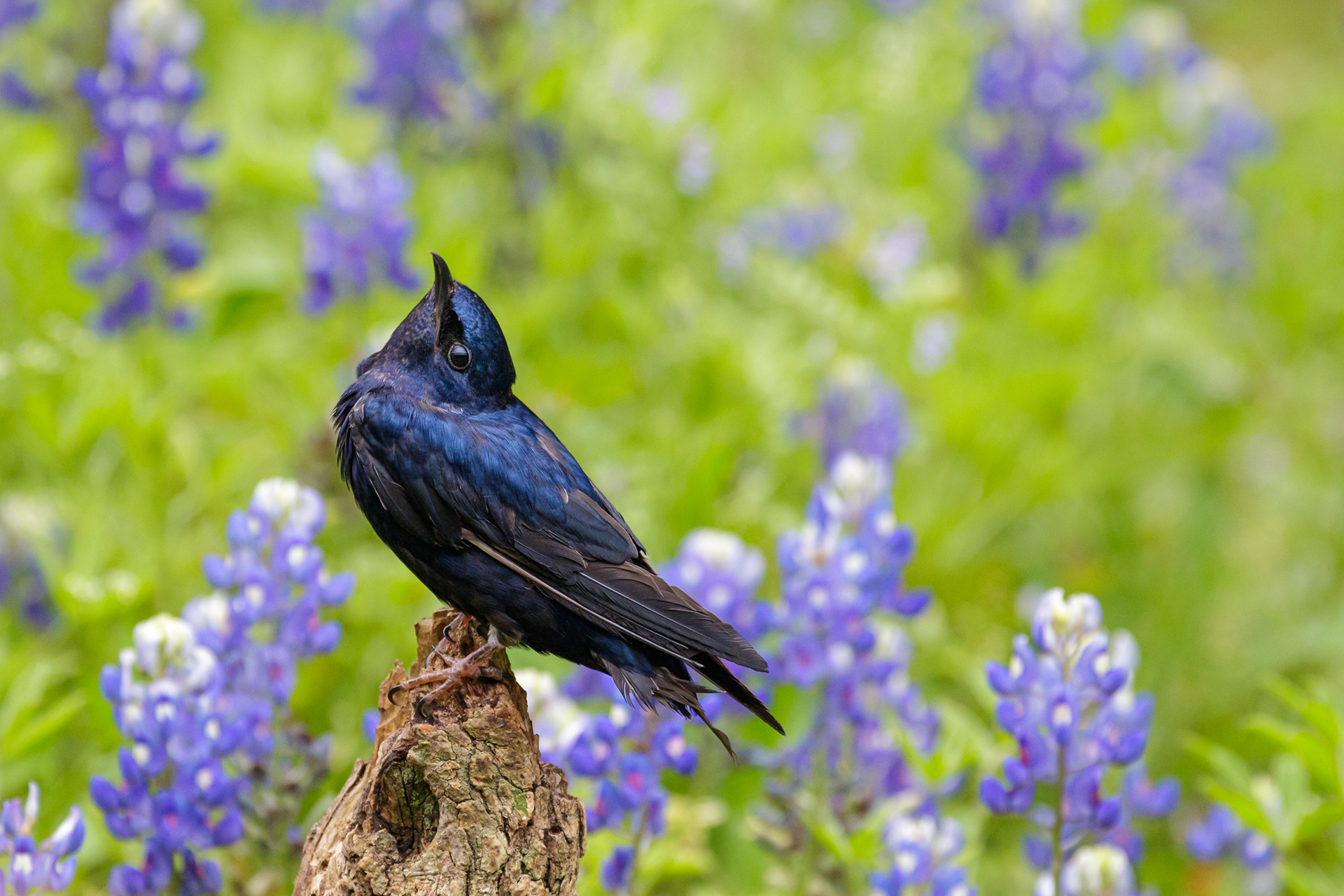 After injuring his wing, this male purple martin was brought to a wildlife rescue in Houston, TX. Once nursed back to health, he was still unable to fly. He is now an educational bird for the Houston Audubon Raptor & Education Center.