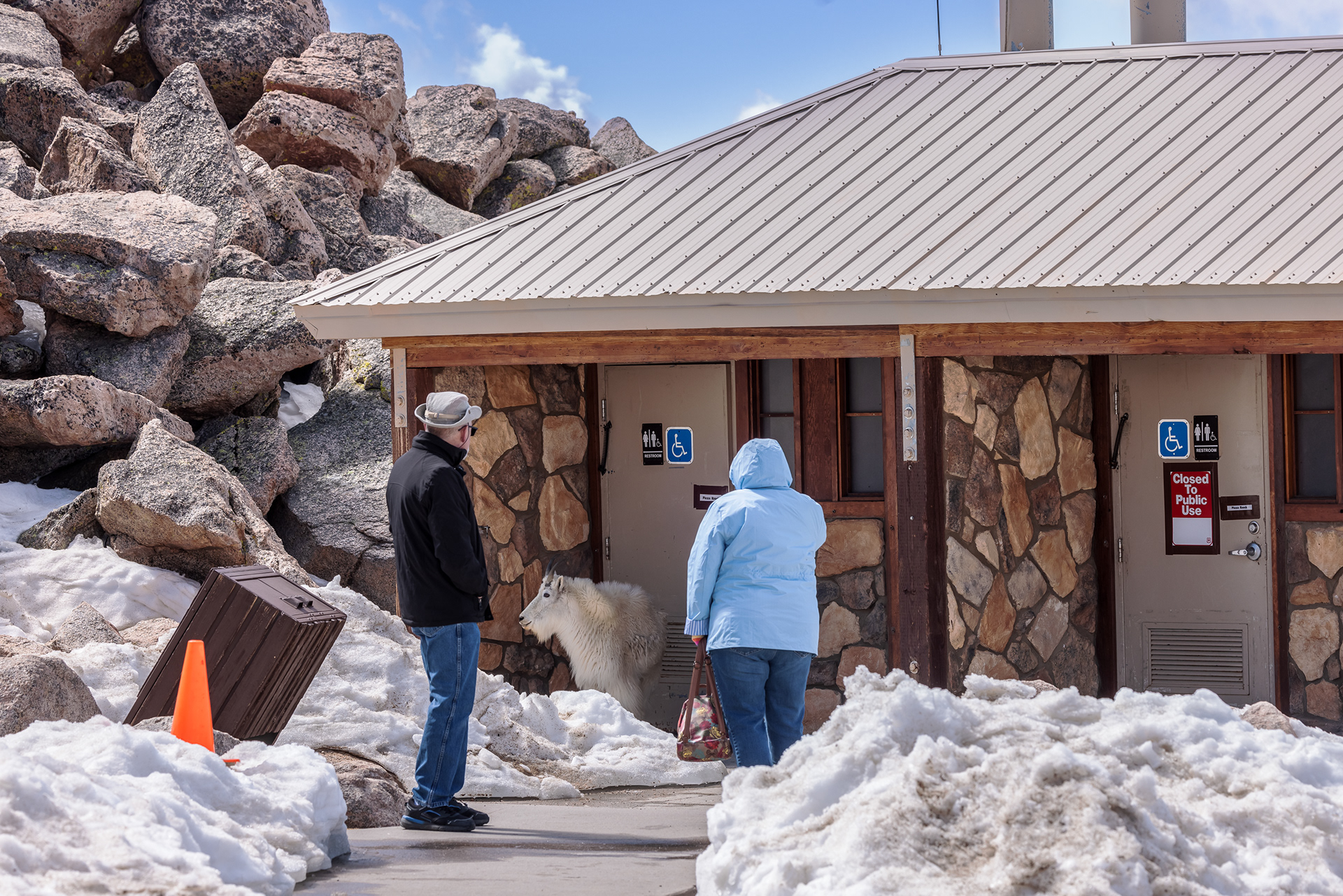 With the only other restroom on Mount Blue Sky closed to the public, a couple patiently waits their turn as a female mountain goat (Oreamnos americanus) inspects the site for tempting places to lick. Rocky Mountain goats are drawn to minerals and chemicals on the stone buildings, as well as any traces of urine or fecal matter around the bathrooms.