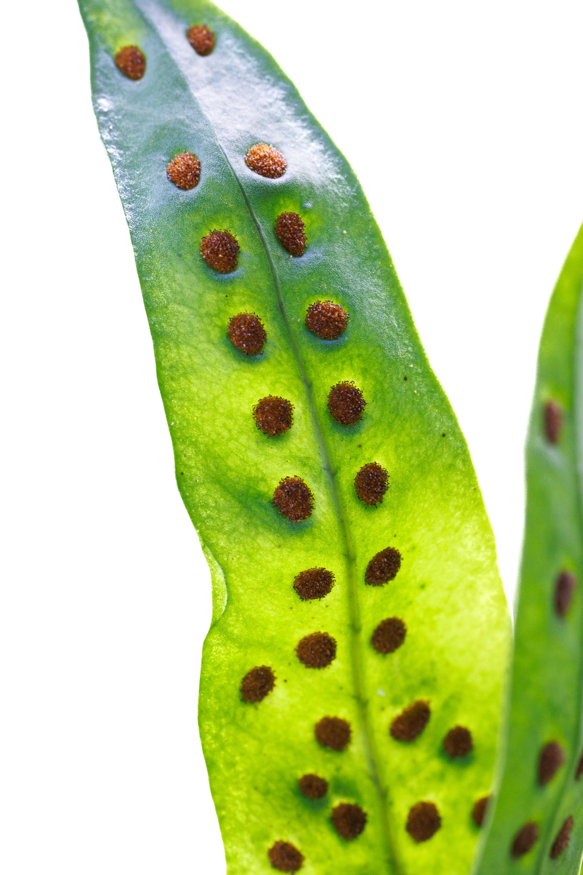 High key photo of fern spores in Maui, Hawaii.