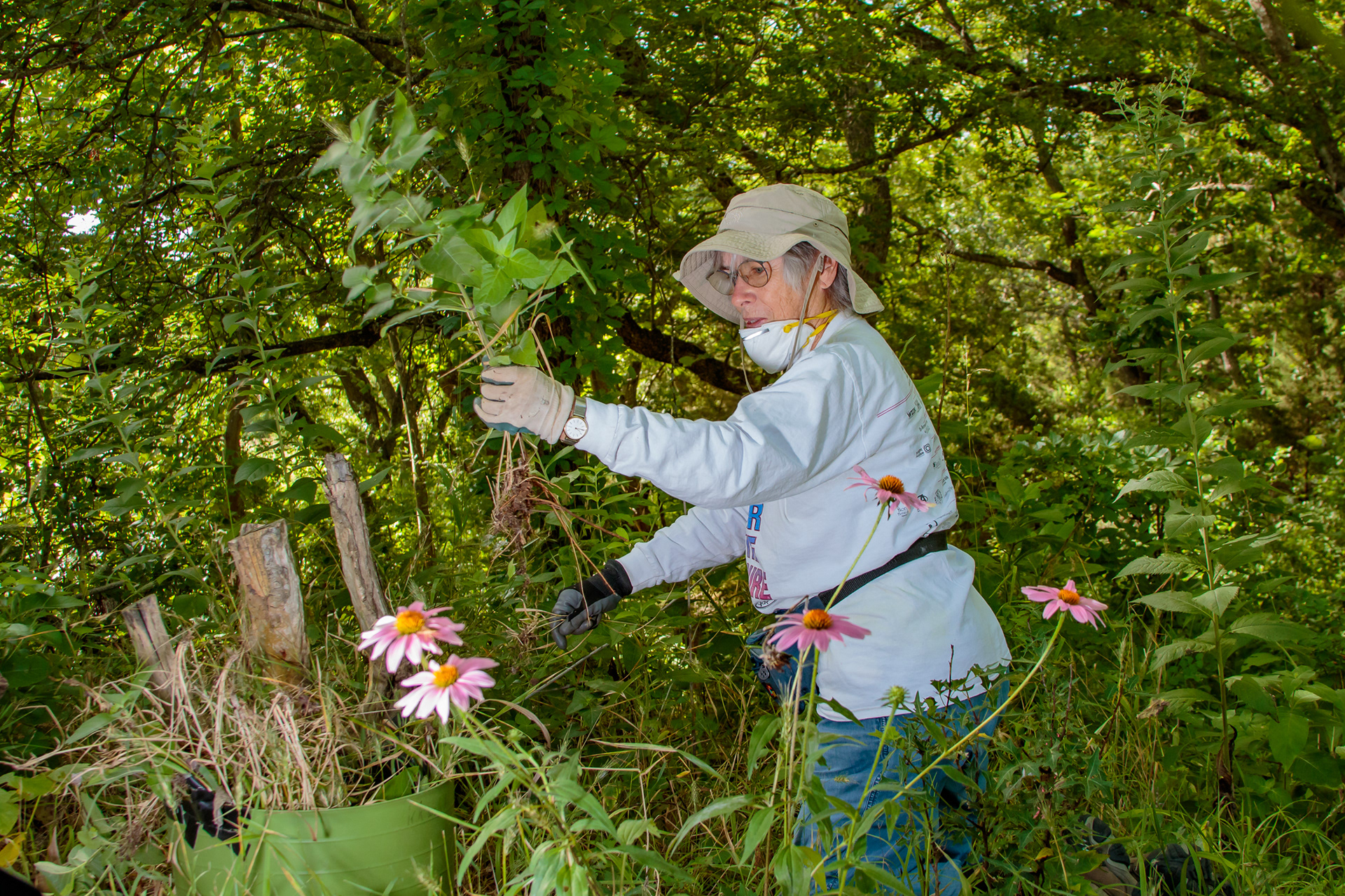 A Balcones Canyonlands Preserve volunteer works in the native plant garden in Austin, Texas.