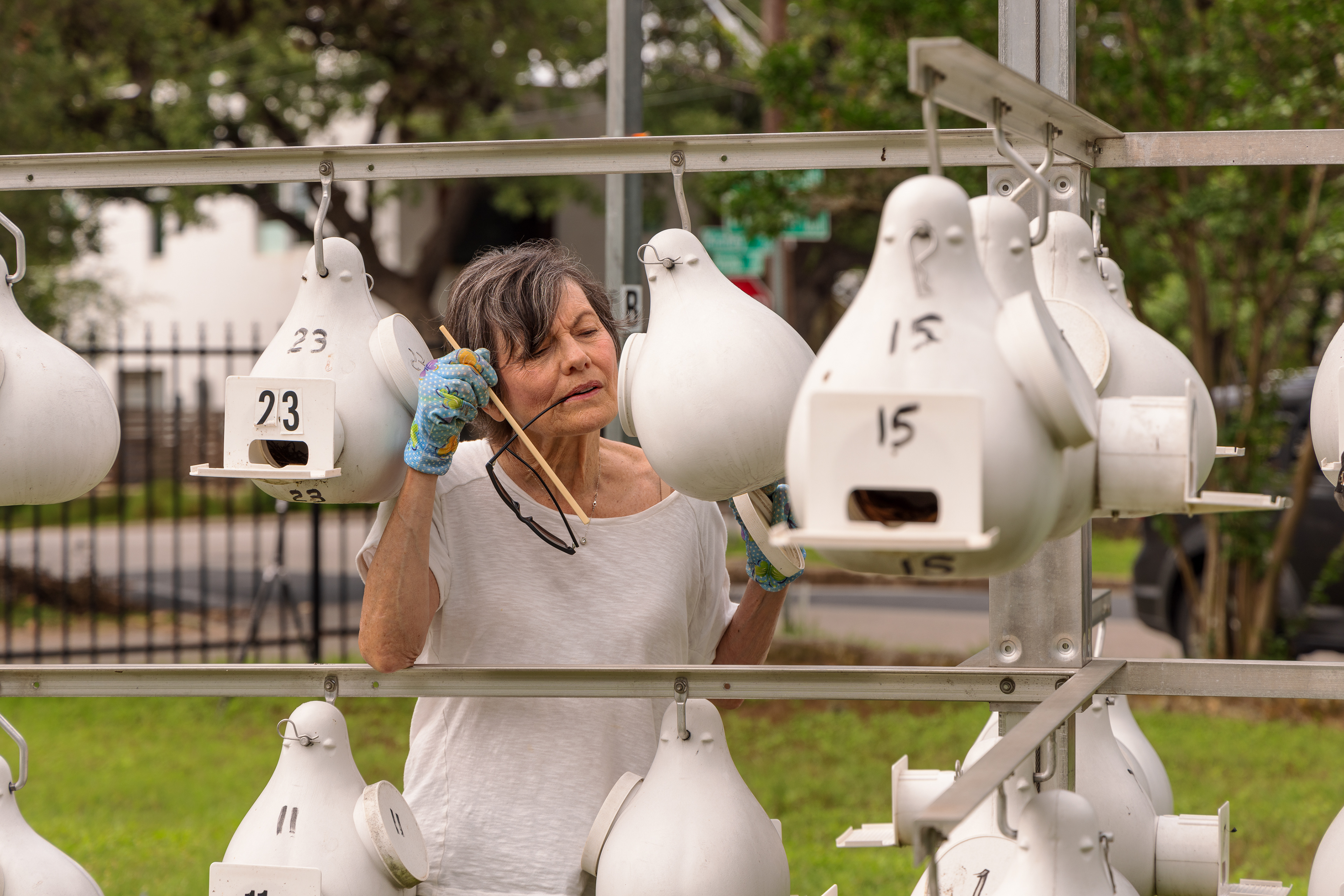 Donna Lipman, a Barton Springs neighborhood volunteer, counts eggs during a weekly nest check at Laura Joseph’s large purple martin colony in the Barton Springs, neighborhood of Austin, TX
