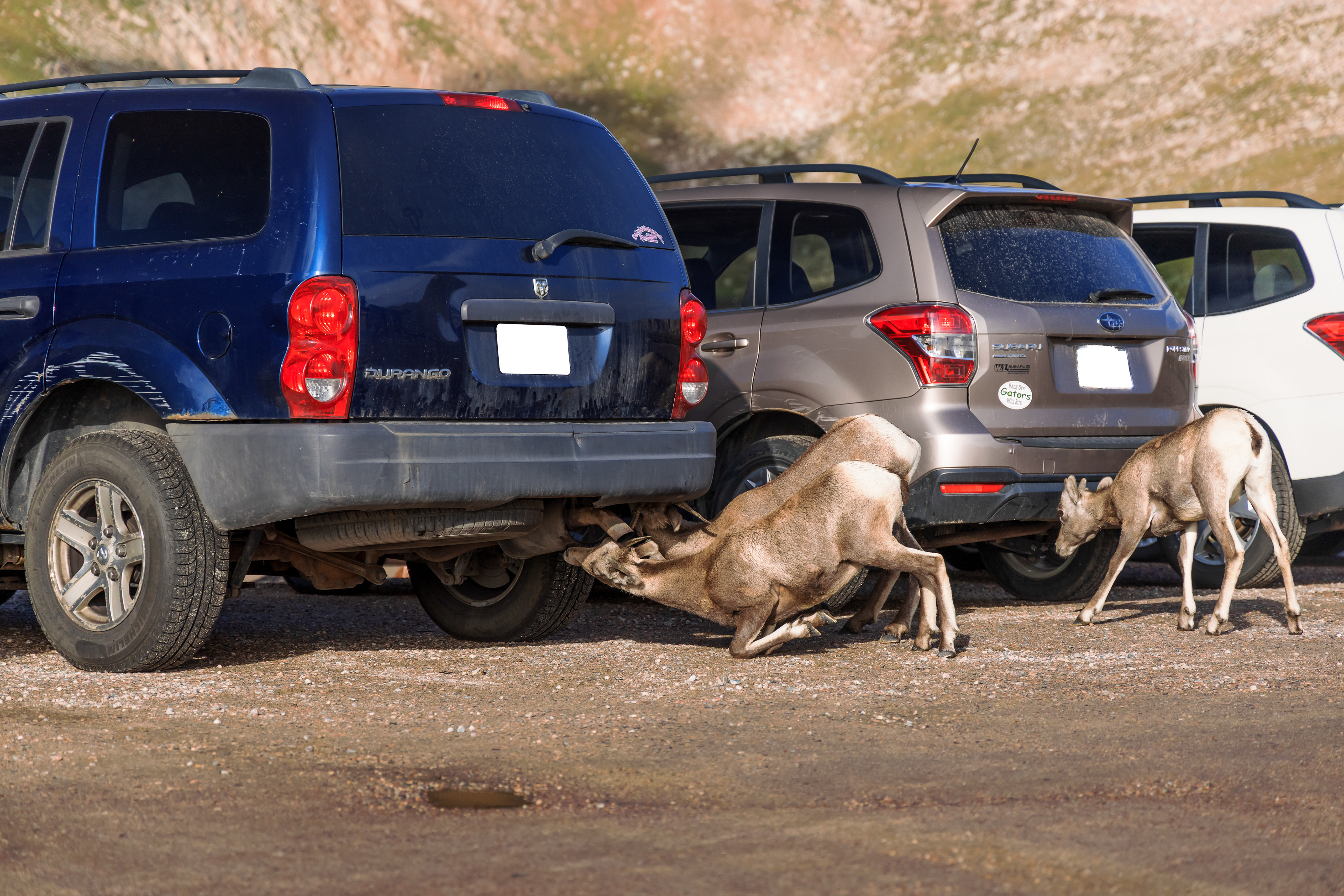 Three bighorn sheep (Ovis canadensis) lick the undercarriage of visitor’s cars in the parking lot of Summit Lake on the Mount Blue Sky (formerly Mount Evans) road in August. The Denver Zoo is conducting research to uncover which minerals or chemicals are drawing these animals to the cars.