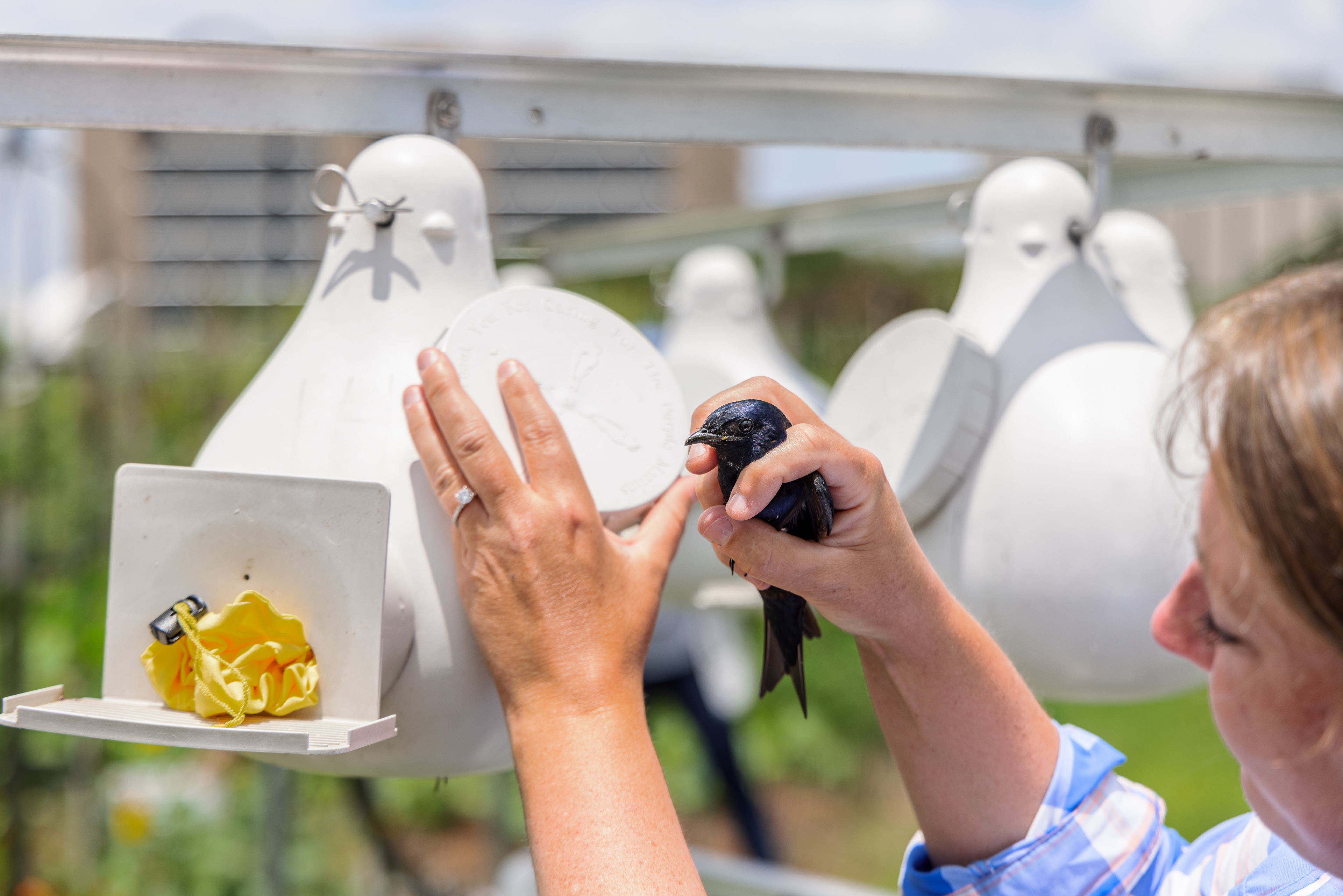 Dr. Anna Forsman removes a purple martin from his nesting gourd in order to do some feather & data collection before releasing him unharmed.
