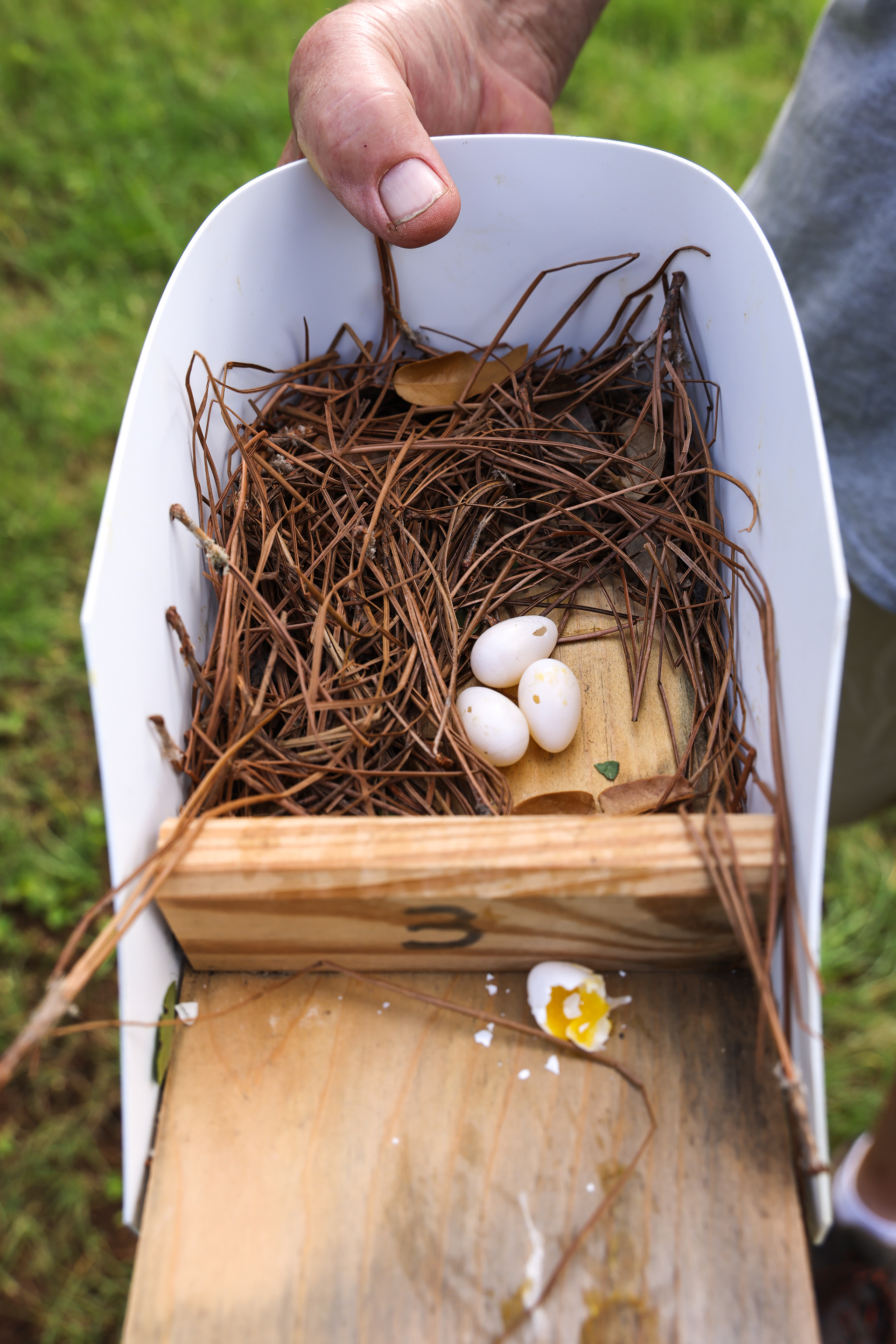 This nest has suffered an attack from a house sparrow or a starling.