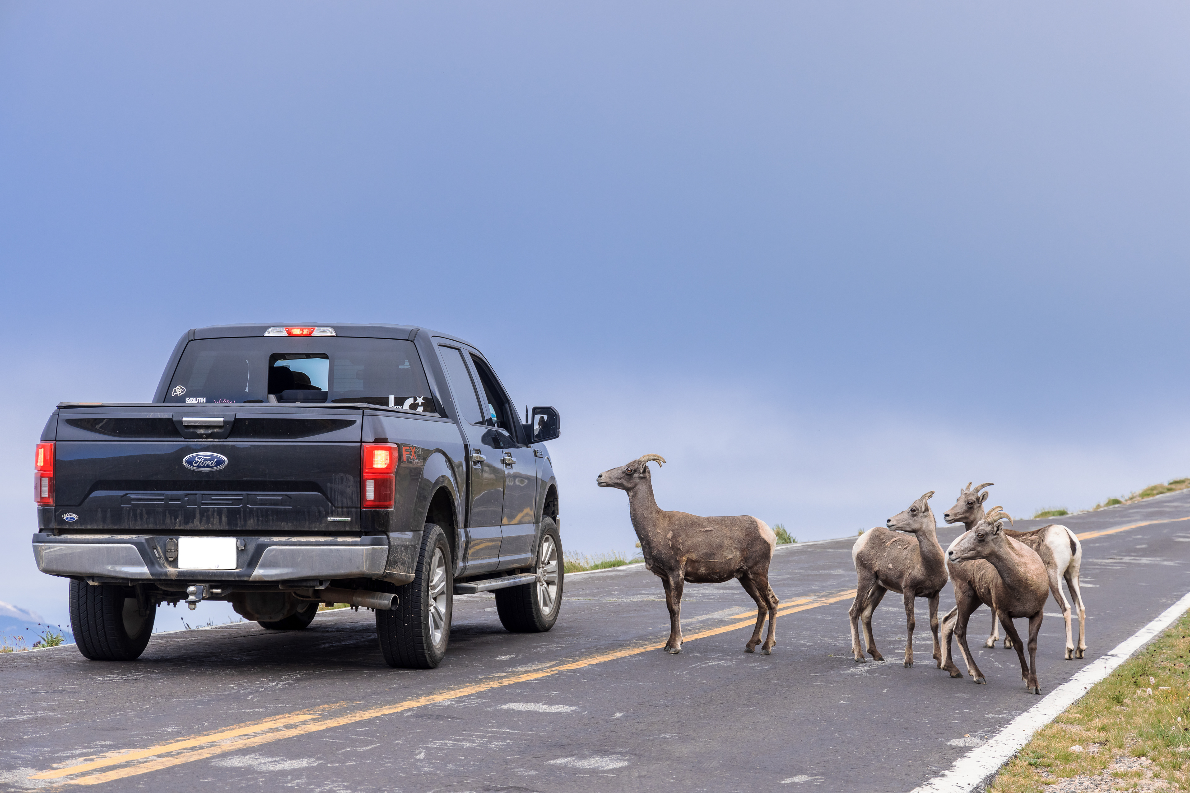 Bighorn sheep (Ovis canadensis) have become accustomed to being fed along the Mount Blue Sky Scenic Byway, often approaching cars expecting a handout. However, human food is harmful for these animals and can lead to illness.