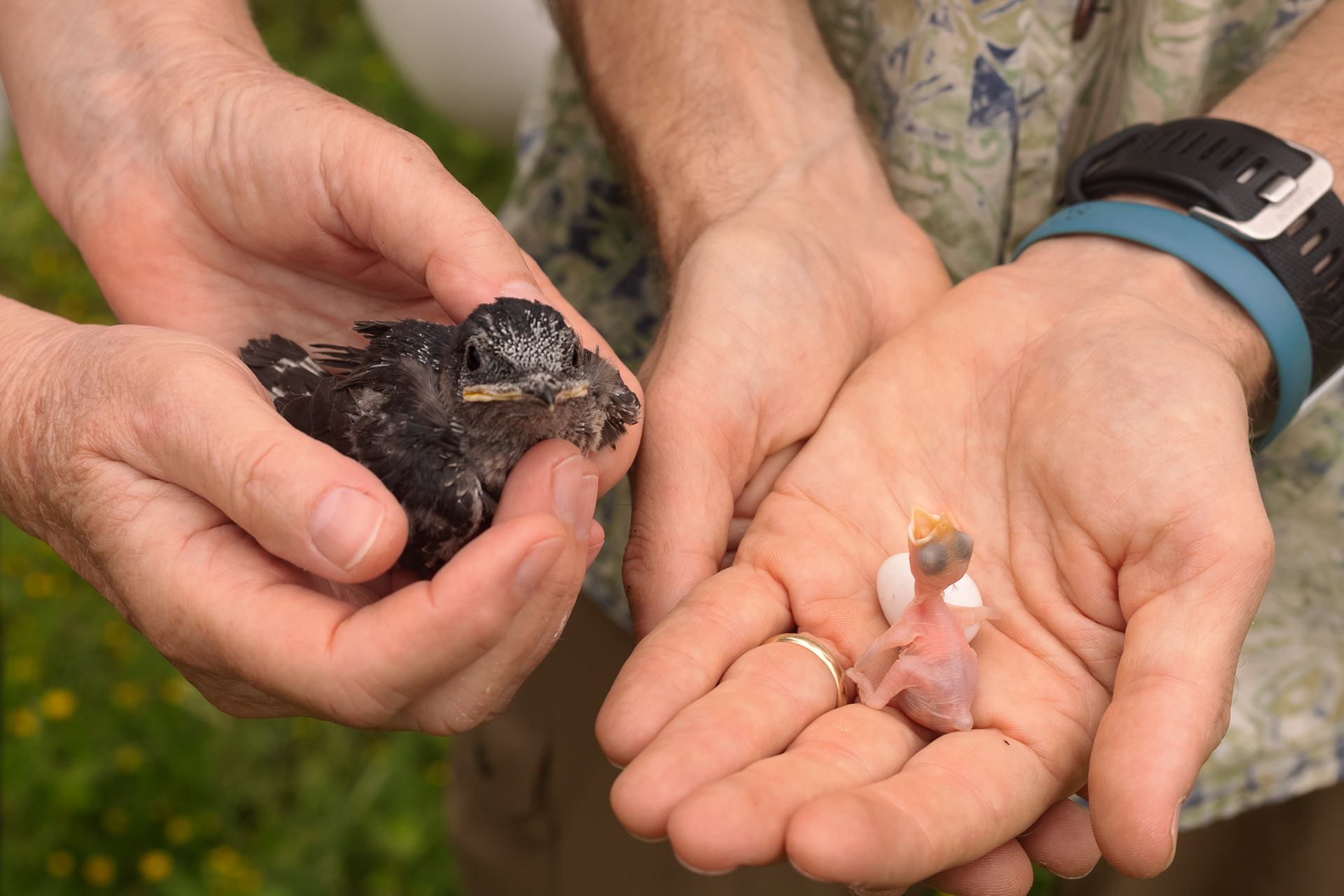 Purple martin babies grow fast! On the left is a ten day-old nestling and on the right is a day-old hatchling and an unhatched egg. Patterson Park, Austin, TX