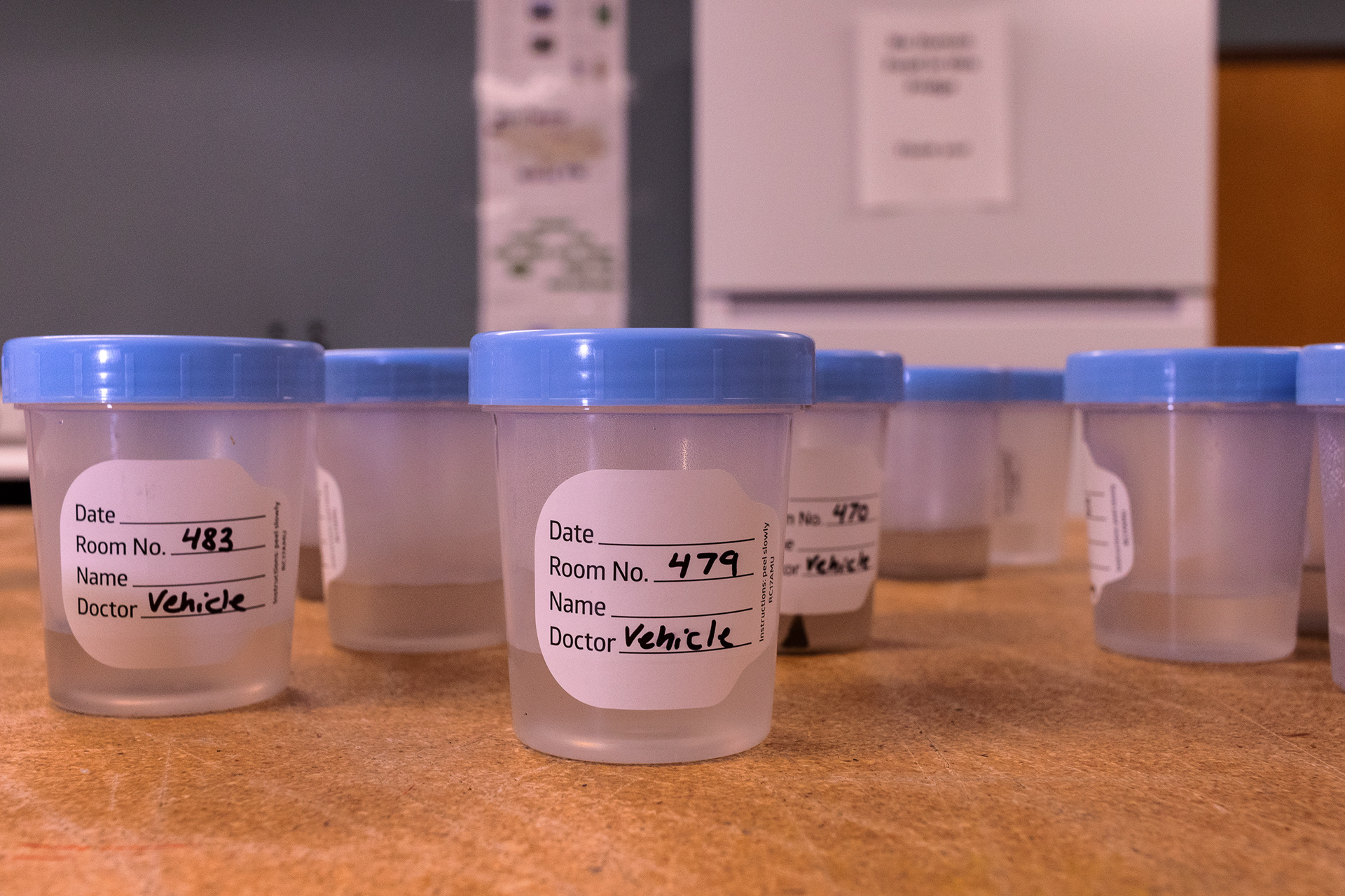 Cups filled with mineral and chemical samples are neatly arranged on a lab table at the Denver Zoo, awaiting preparation before being sent to a local lab for analysis.