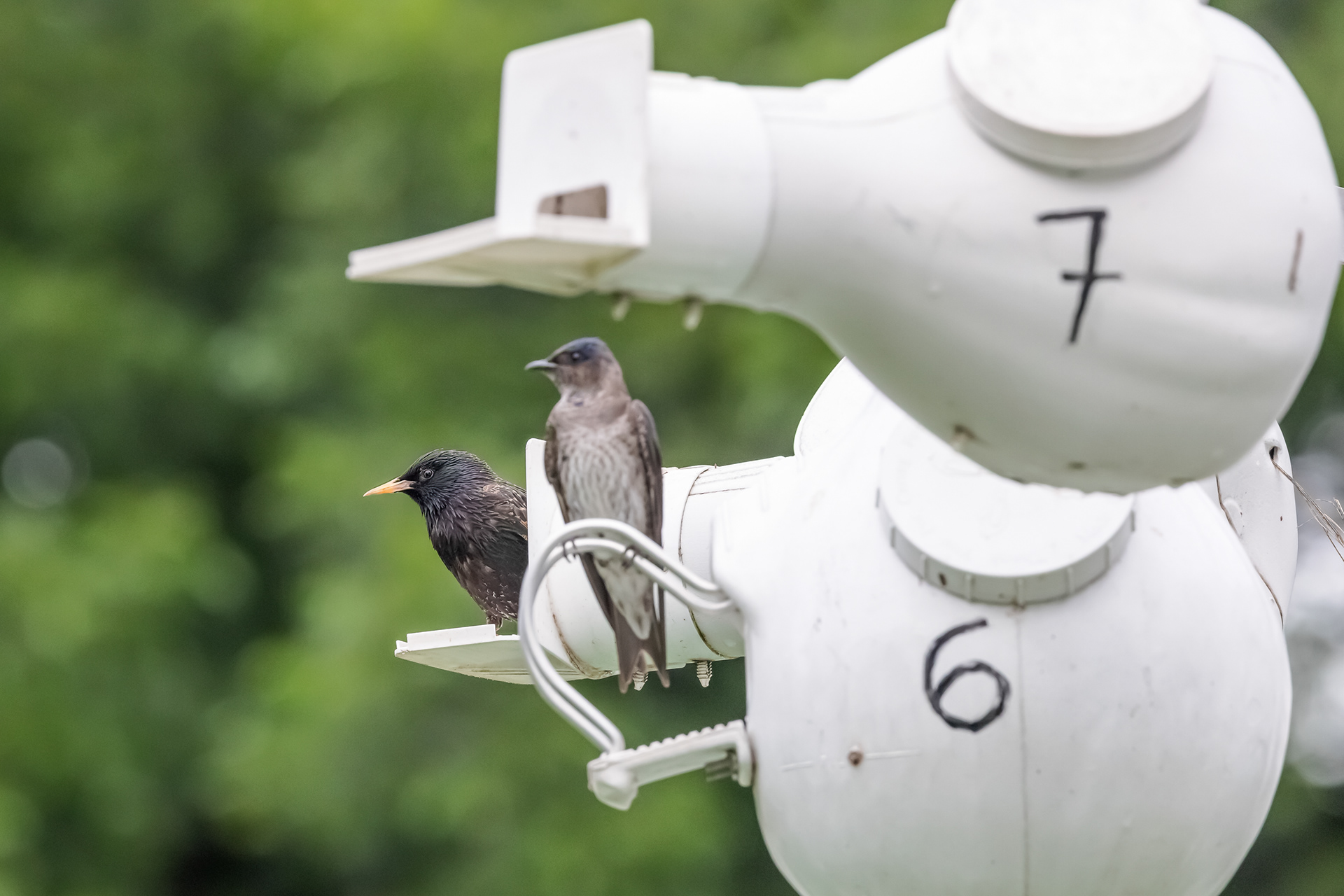 A European starling (Sturnus vulgaris) has taken over a purple martin nest. In the foreground, a second-year male martin sits unaware on a nesting perch. European starlings are non-native birds and compete intensely with native martins for nesting cavities. Hornsby Bend, Austin, TX.