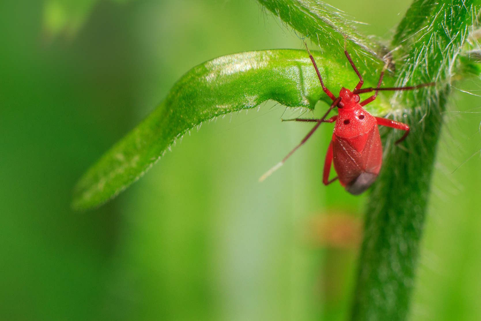 An unidentified red insect on a spring perennial in Cedar Park, Texas.