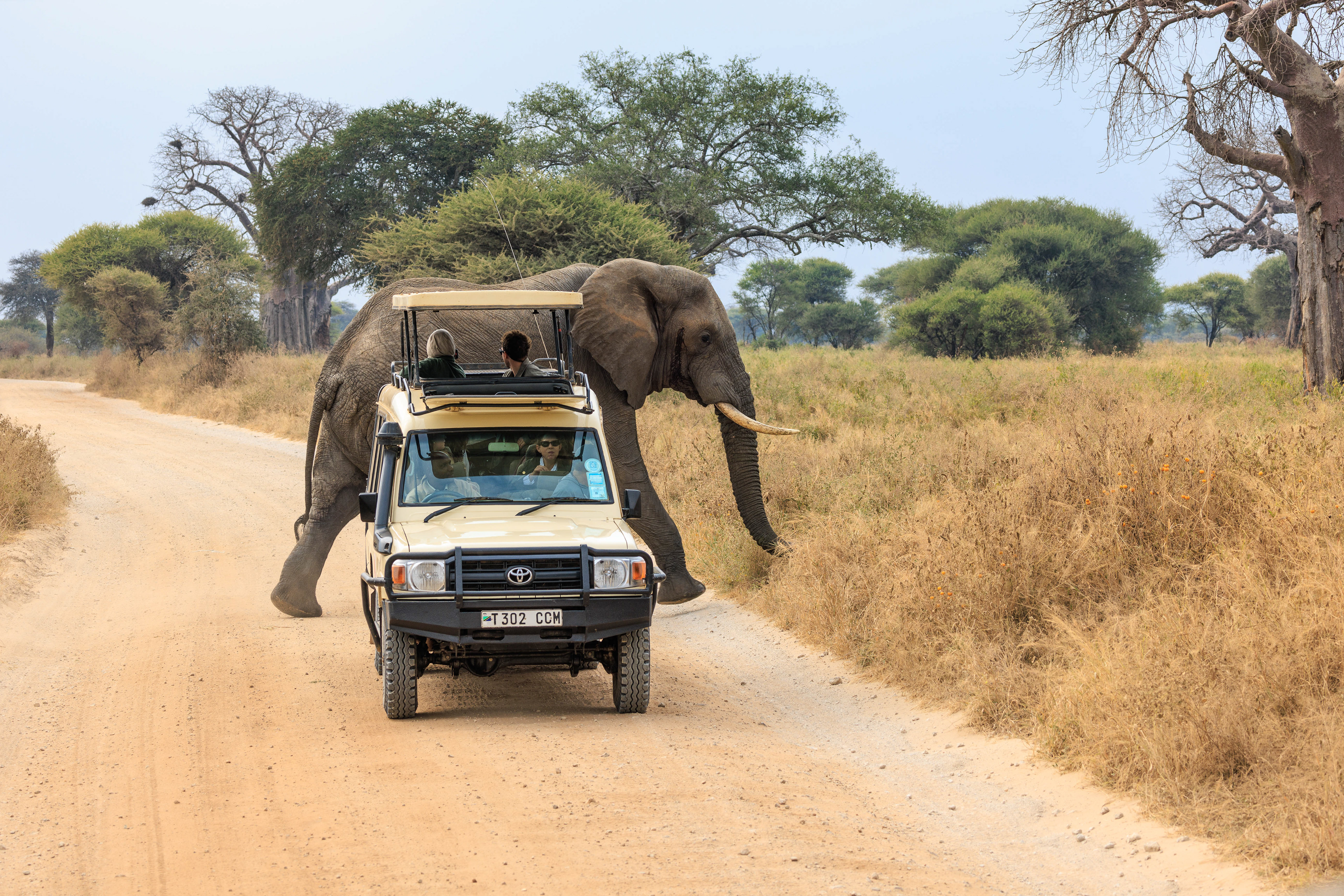 A male elephant purposely crosses the road in Tarangire National Park, much to the awe of tourists in the land rover. 2024