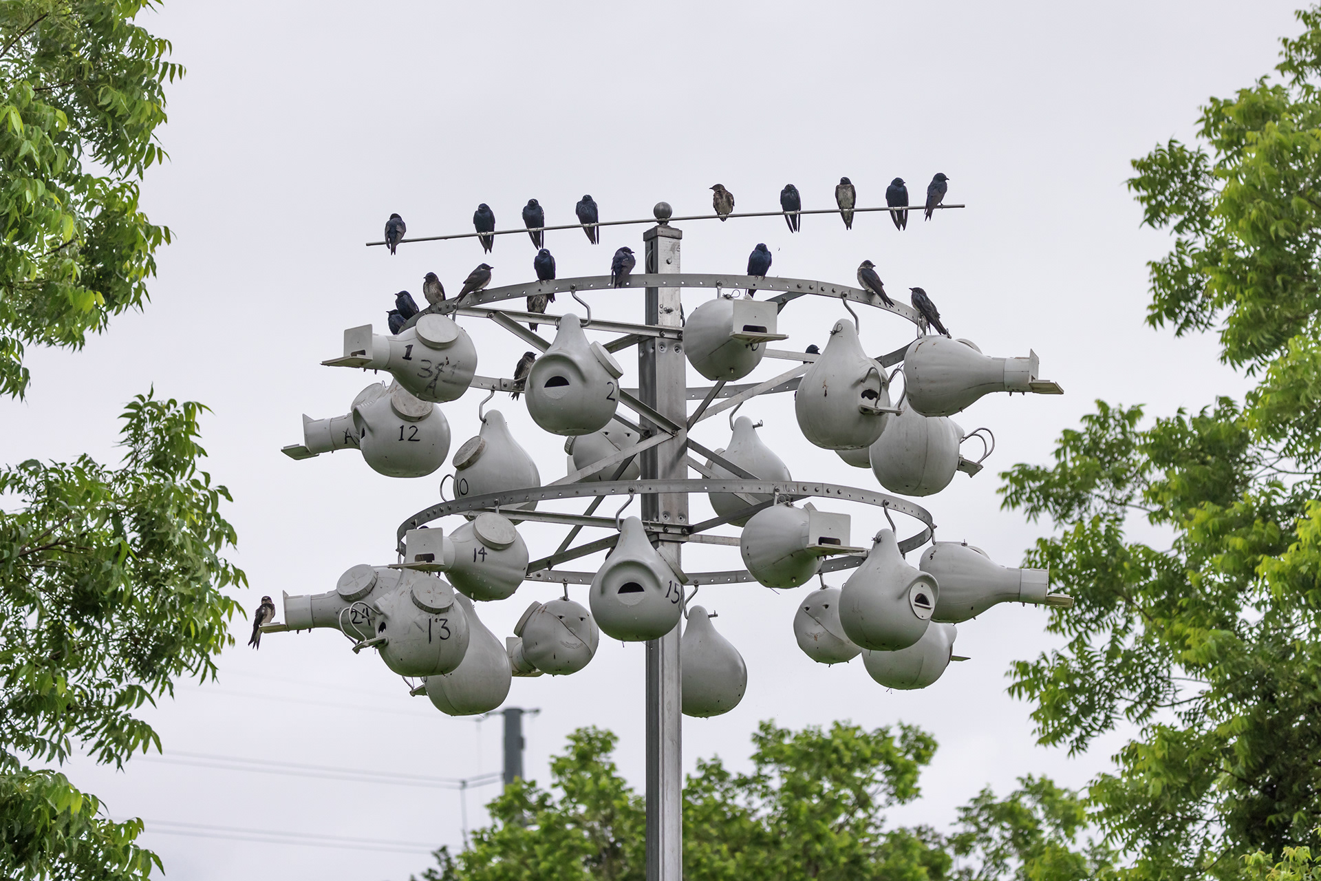 Purple martins (Progne subis) roost on a gourd rack at Hornsby Bend Water Treatment Facility & Environmental Research Center in Austin, TX. This land, owned by the city, hosts a large colony of purple martins that are taken care of by Julia & Andy Balinsky, and Travis Audubon volunteers.