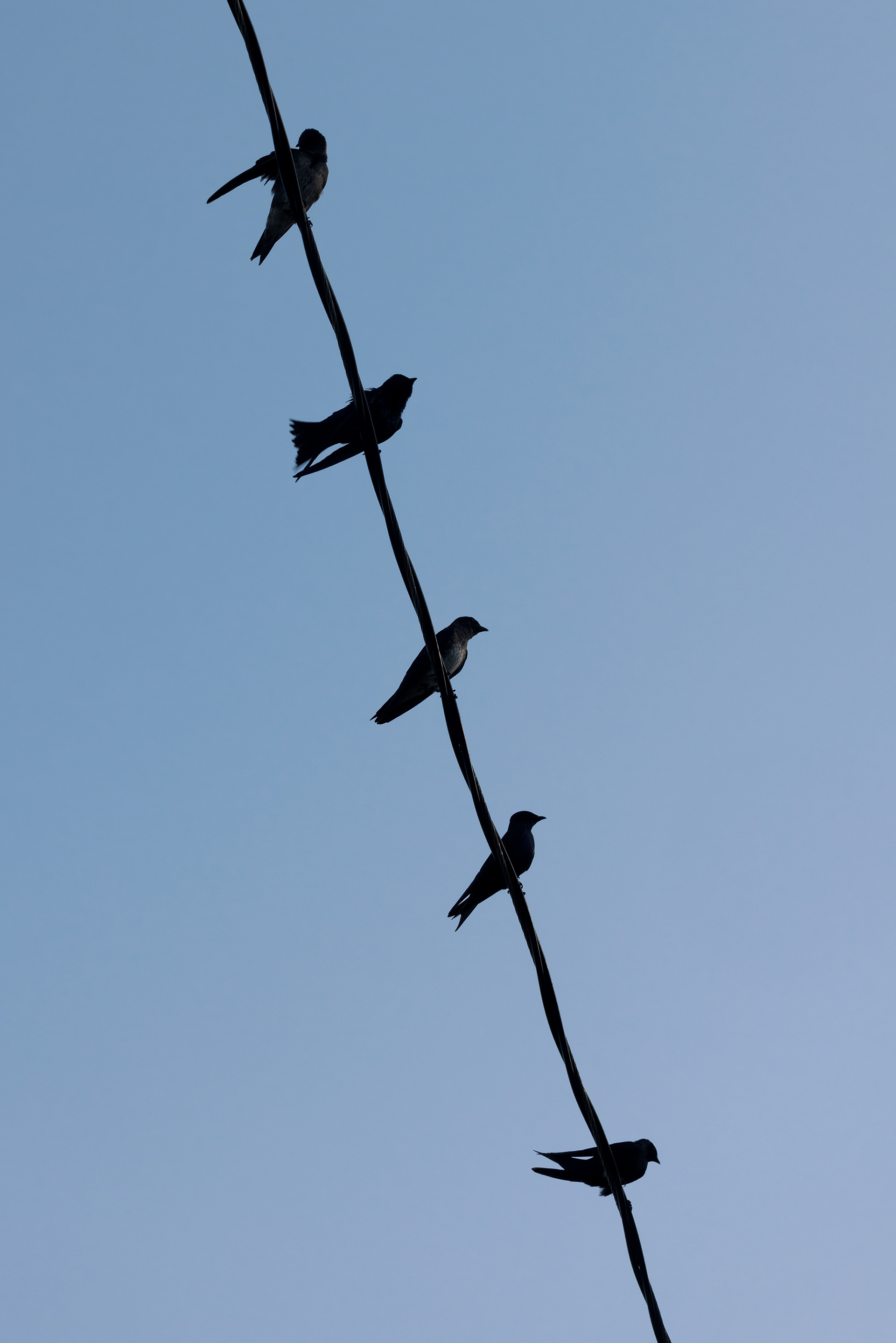 Purple martins do well in urban settings. These birds are taking advantage of an electric wire to perch in between hunting trips.