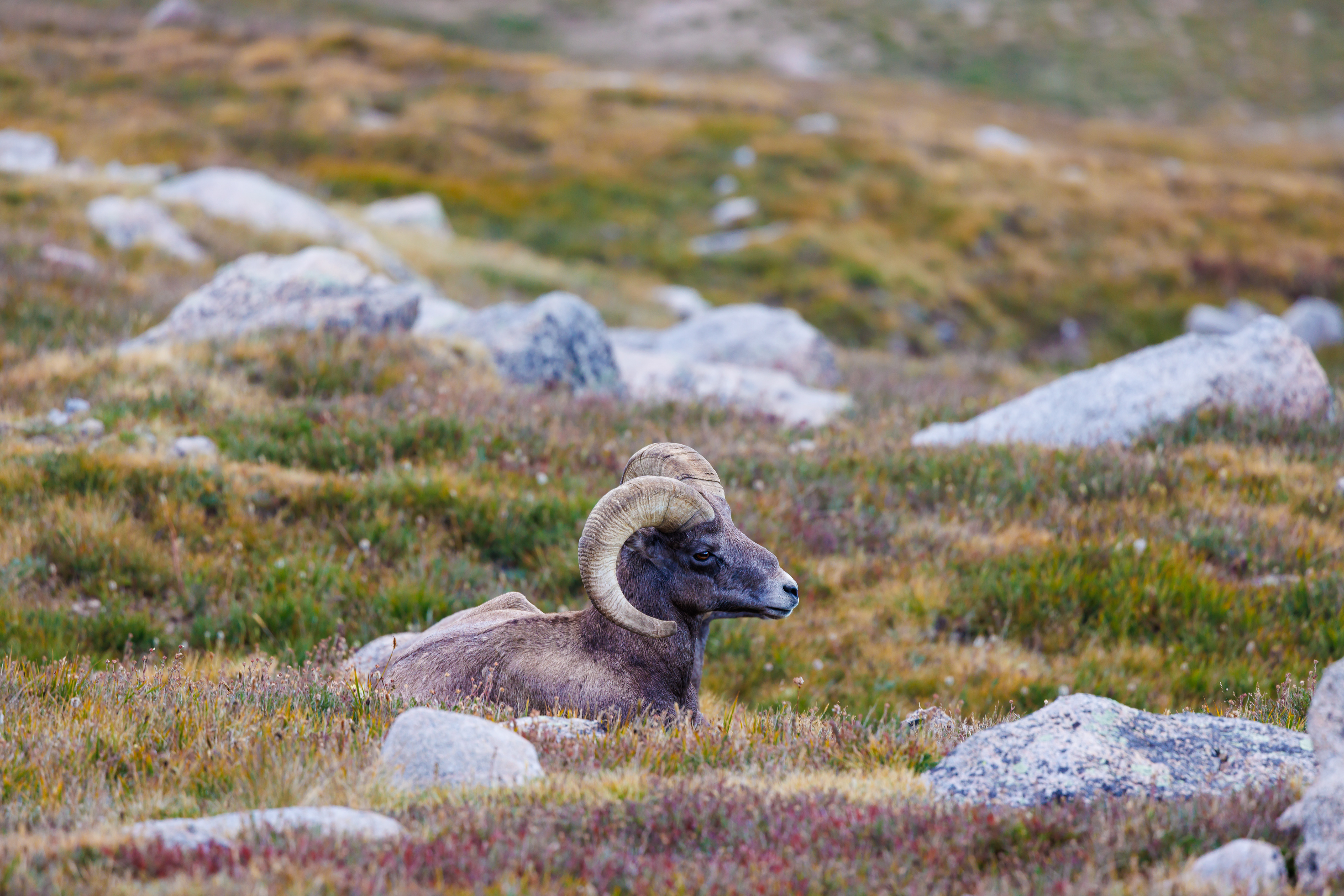 Late in the summer, a bighorn sheep ram (Ovis canadensis) rests in Summit Flats, an alpine meadow next to Summit Lake.