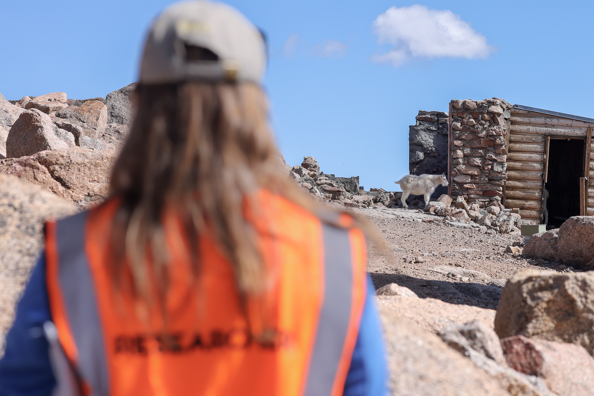 Denver Zoo Conservation Biologist Julie Krajewski observes a Rocky Mountain goat (Oreamnos americanus) licking the side of an old research building at the top of Mount Blue Sky. The Denver Zoo conservation team is conducting research to discover the specific chemicals and minerals that attract these animals to man made structures.