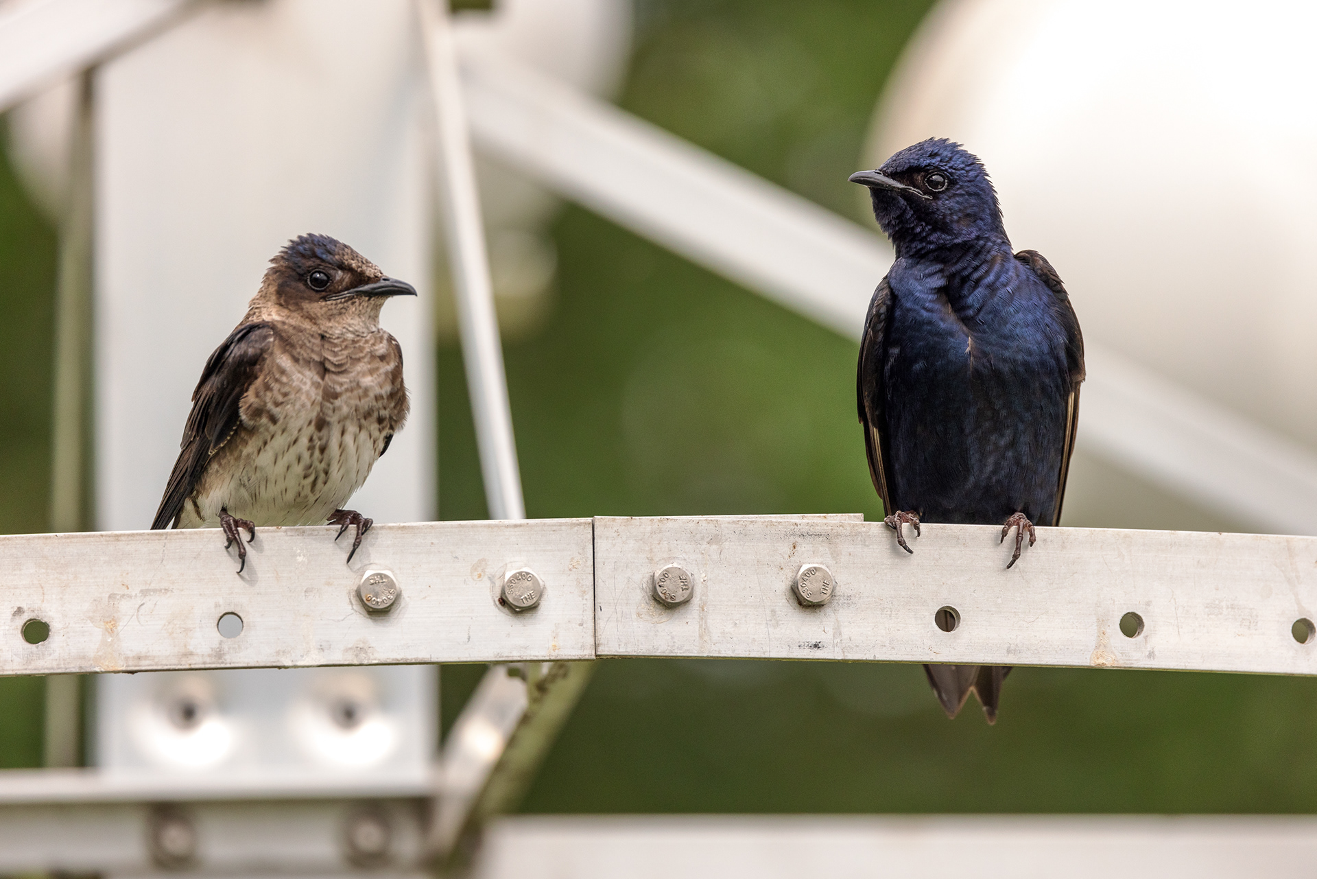 An adult female and male purple martin (Progne subis) perch on a gourd house rack in early spring, Hornsby Bend, Austin, TX. Males are covered with dark purple feathers and females have a buff chest and stripe on the back of her neck, a purple head & dark wings