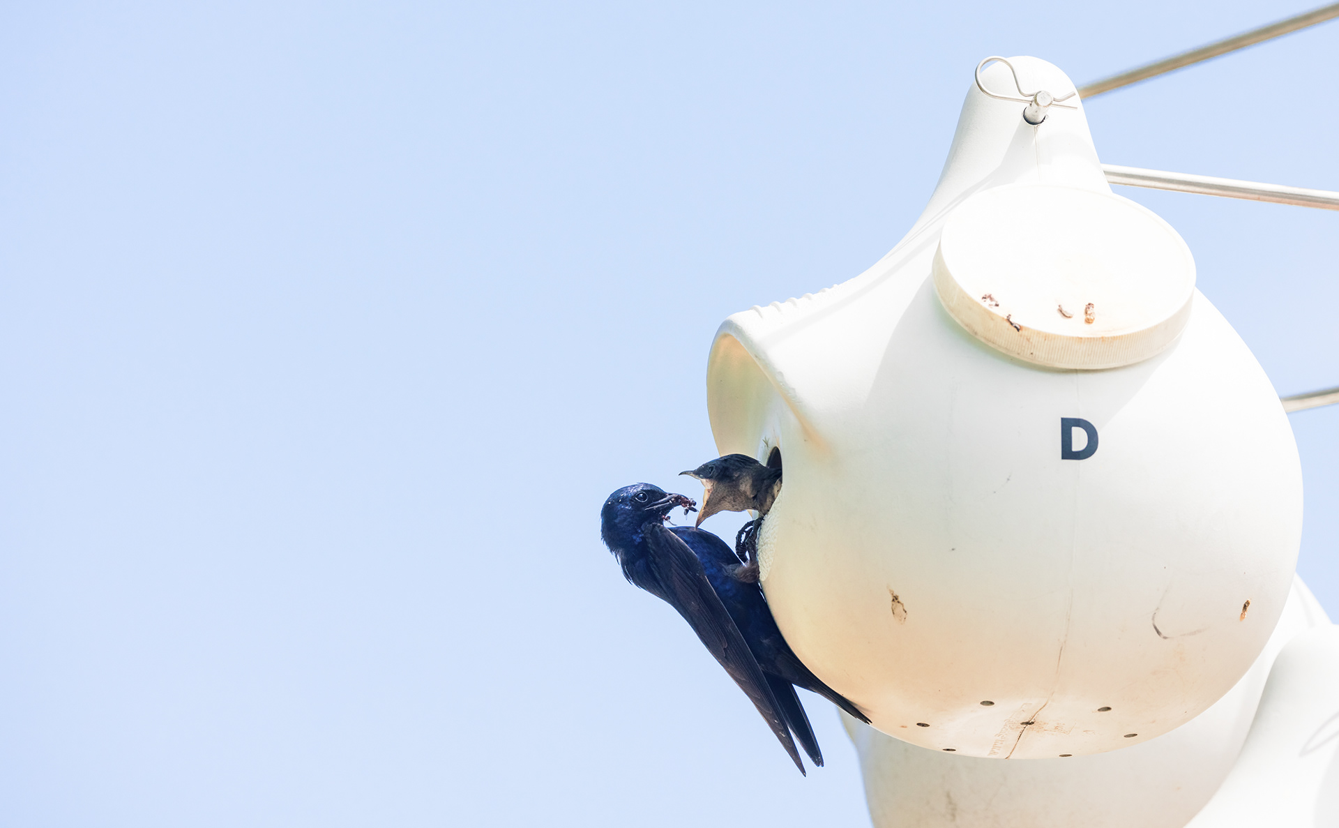 A male purple martin (Progne subis) feeds his nestling fire ants. Purple Martins eat many types of insects including dragonflies, butterflies, bees and moths. However, approximately 30% of their diet is fire ants. This is important for places like Austin, Texas where fire ants are a troublesome invasive species.