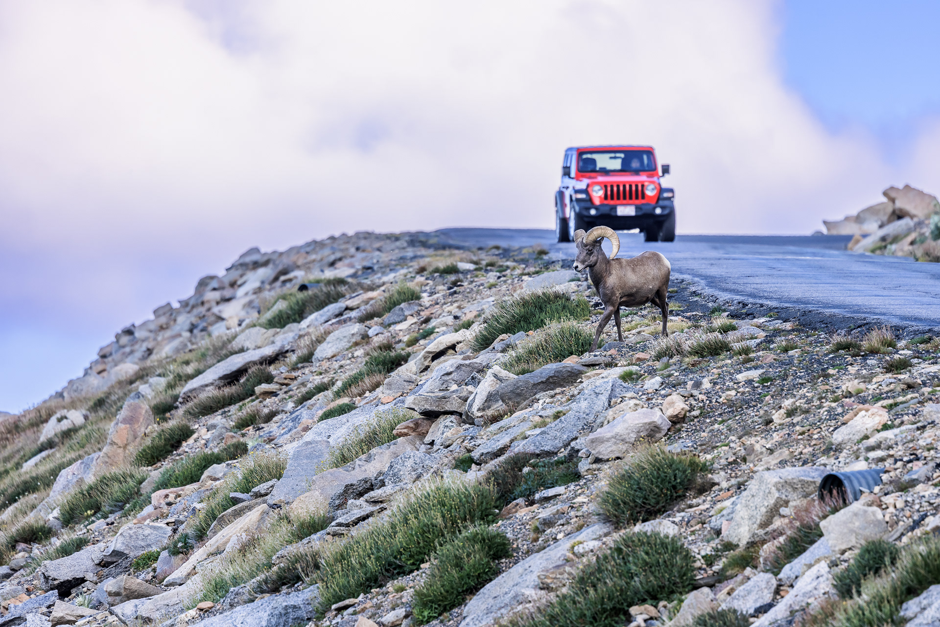 A male bighorn sheep (Ovis canadensis) stops traffic on Mount Blue Sky Scenic Highway as he crosses the road.
