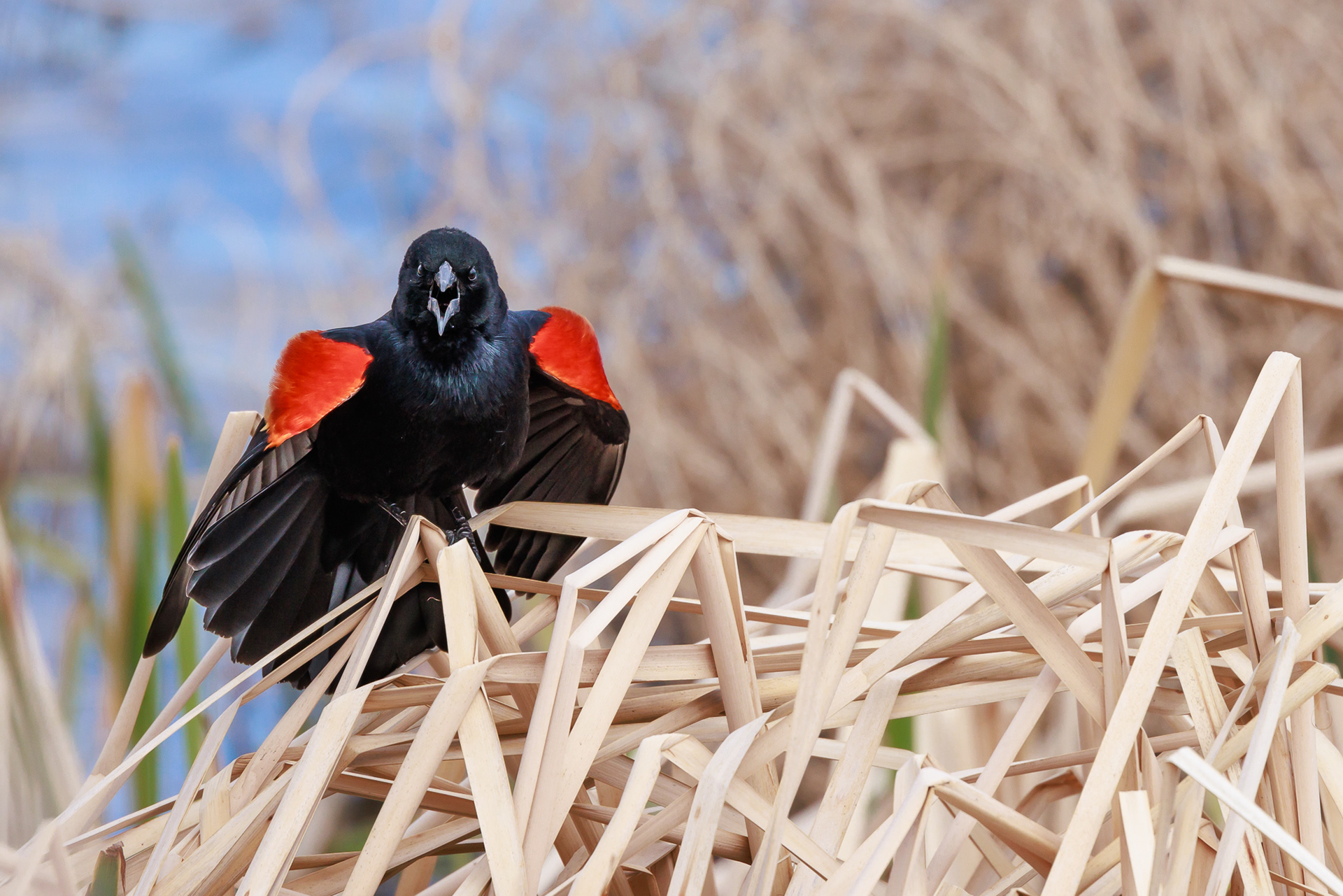 A male red-winged blackbird puts on a display defending his territory in early spring. 