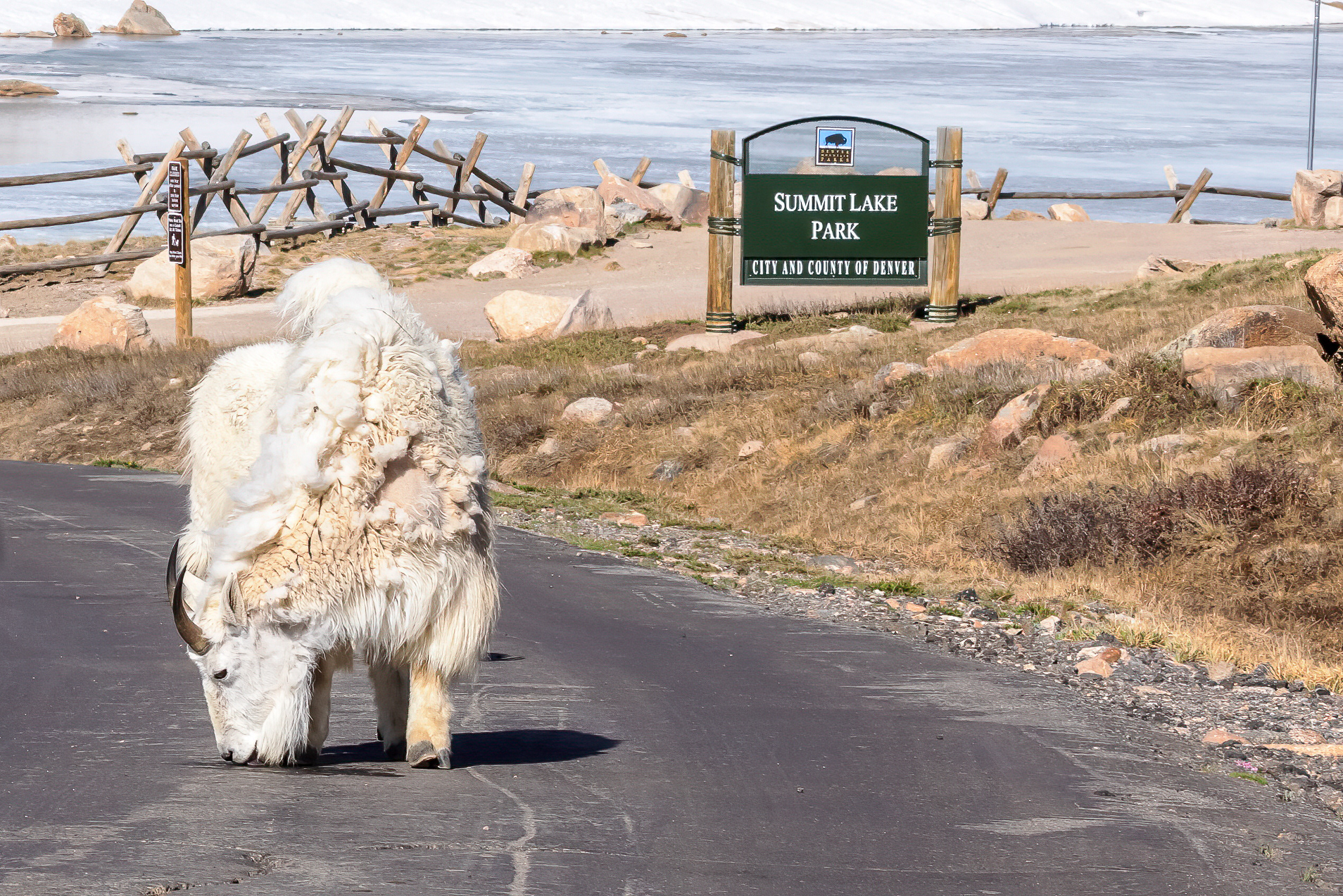 A Rocky Mountain Goat (Oreamnos americanus) lick the asphalt for minerals in front of Summit Lake on Mount Blue Sky Scenic Byway.