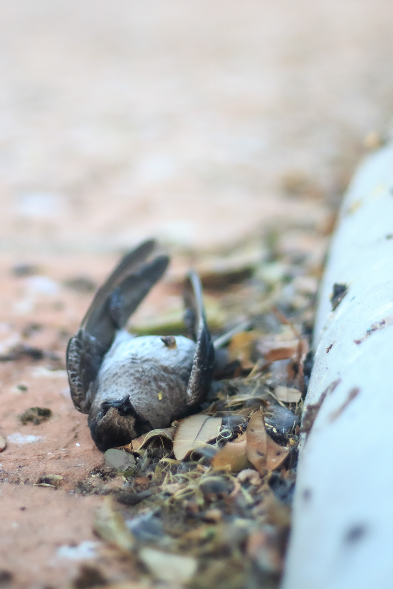 A deceased female Purple Martin (Progne subis) lies on the side of the curb near the roost in Round Rock Texas. Purple martins are very suseptible to collisions with windows, light poles and other birds during the frenzy of roosting.
