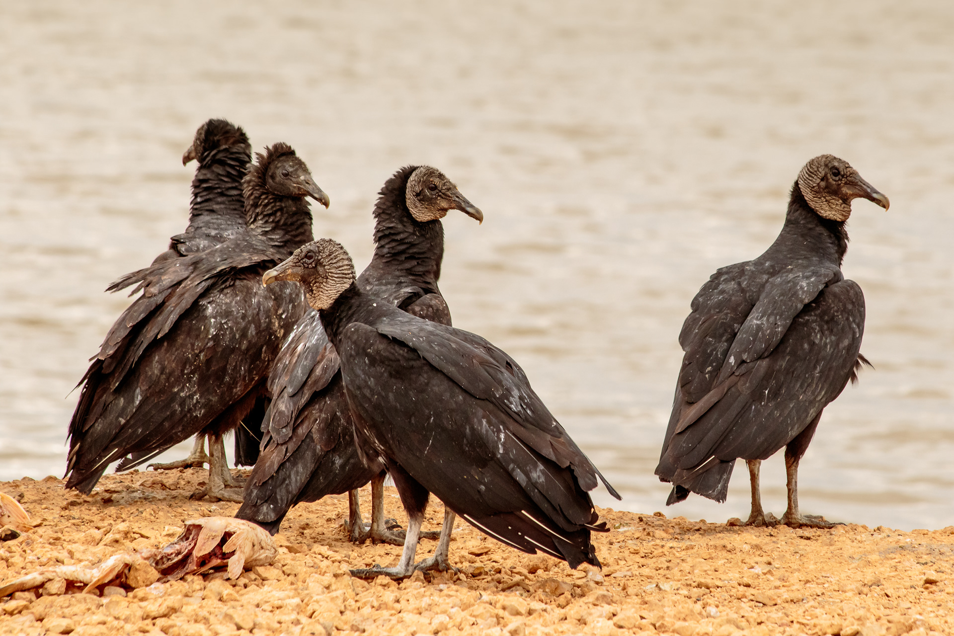 A group of black vultures congregate on the shore of a bay on the gulf coast in Texas. 