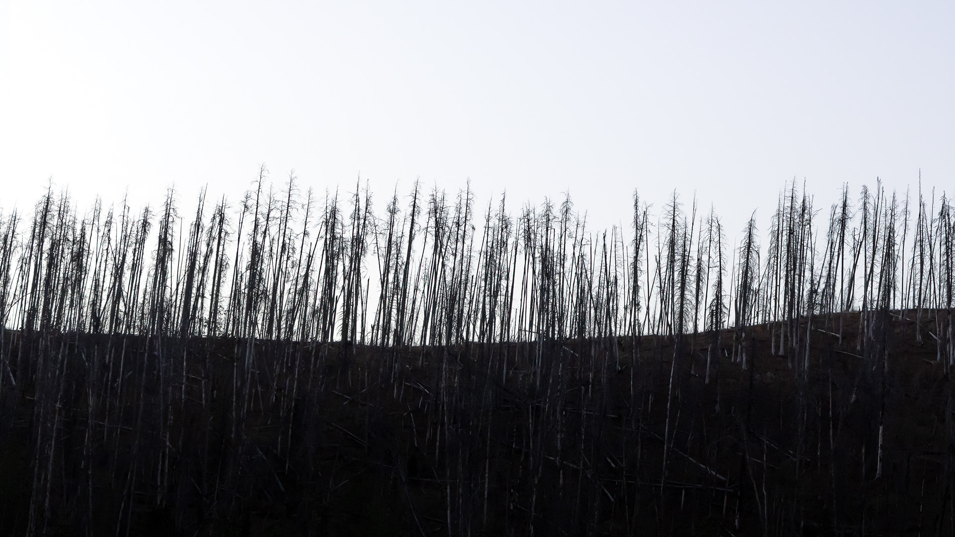 A skeleton of a forest is all that is left after a wildfire in Bridger-Teton National Forest.  2020