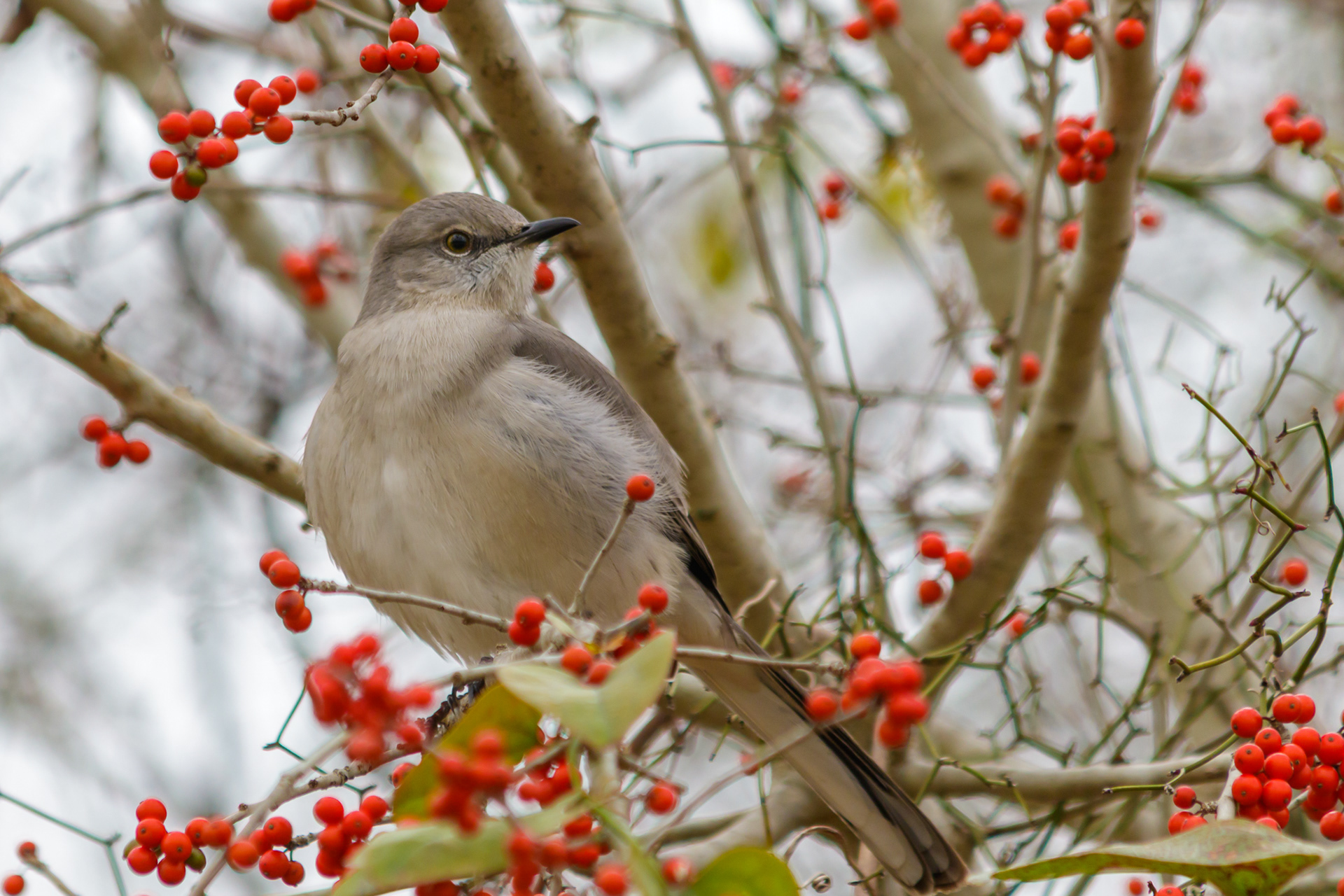 A northern mocking bird sits pretty in a Possumhaw tree in Austin, Texas. 