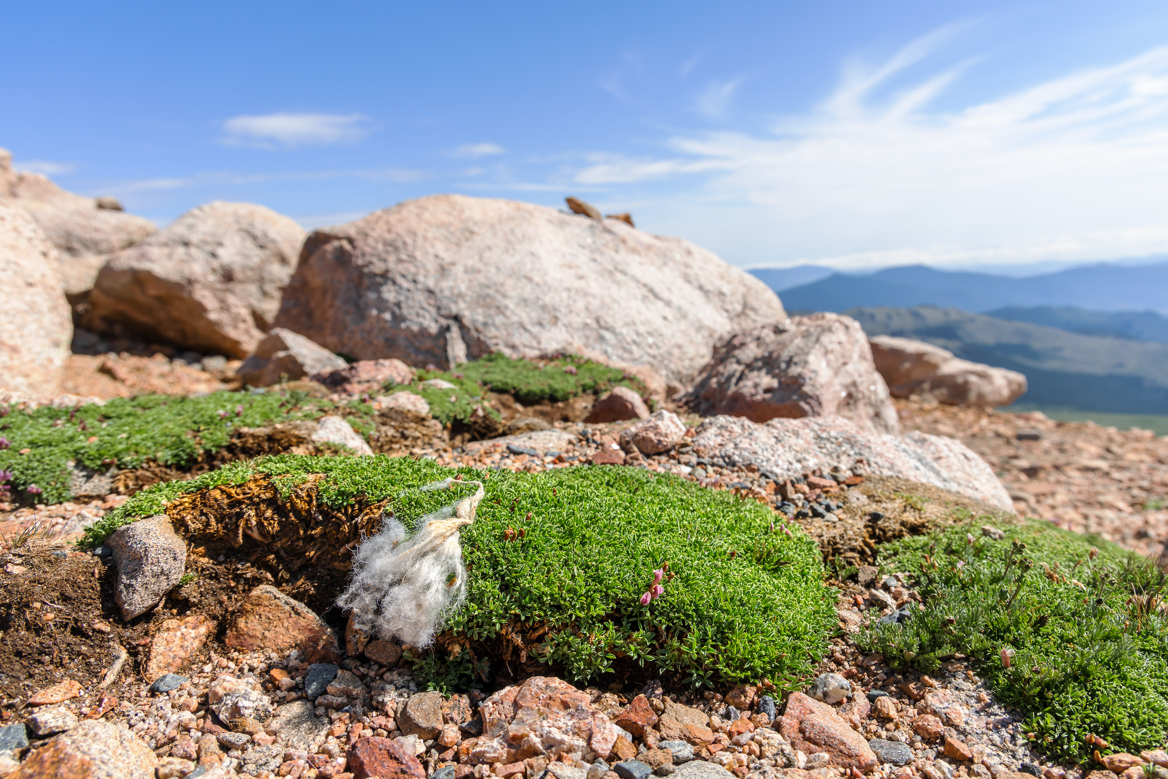 A tuft of mountain goat fur (Oreamnos americanus) clings to a bunch of alpine sandwort. Non-native to Colorado, Rocky Mountain goats are hard on the ecosystem at Mount Blue Sky. They overgraze rare botanical species and their sharp, cloven hooves trample permafrost.