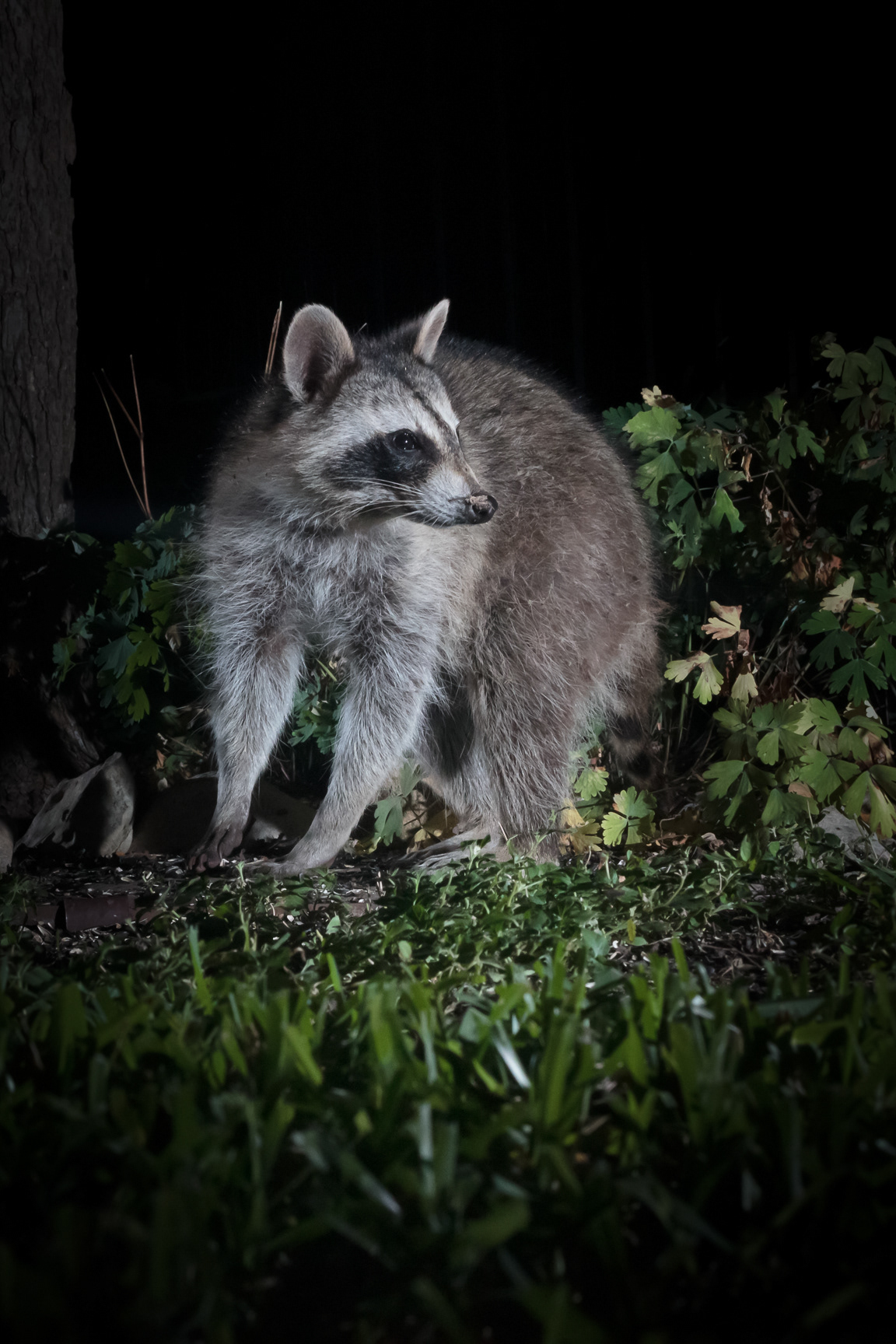 A backyard raccoon lurking about at night in Cedar Park, Texas.