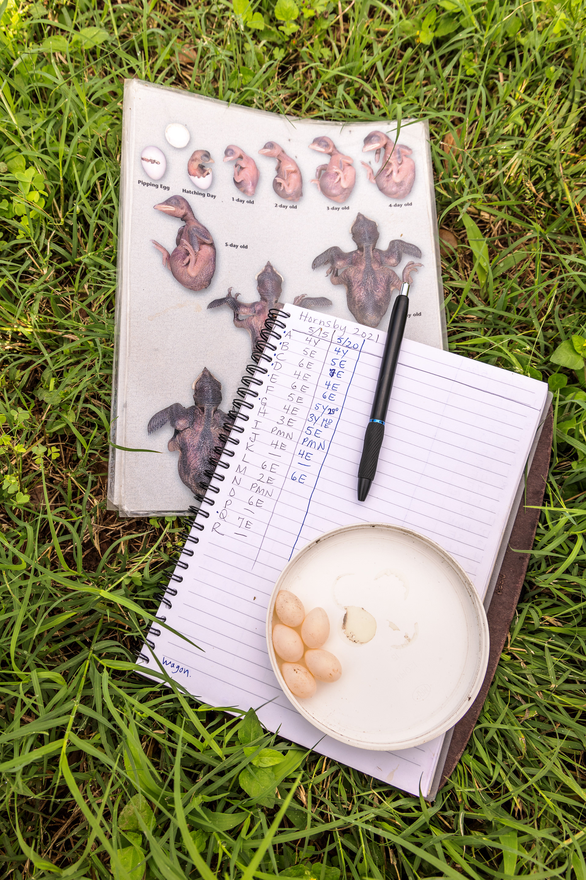 A tray of unviable purple martin eggs sit atop nesting data and a hatchling sizing chart. Austin, Texas
