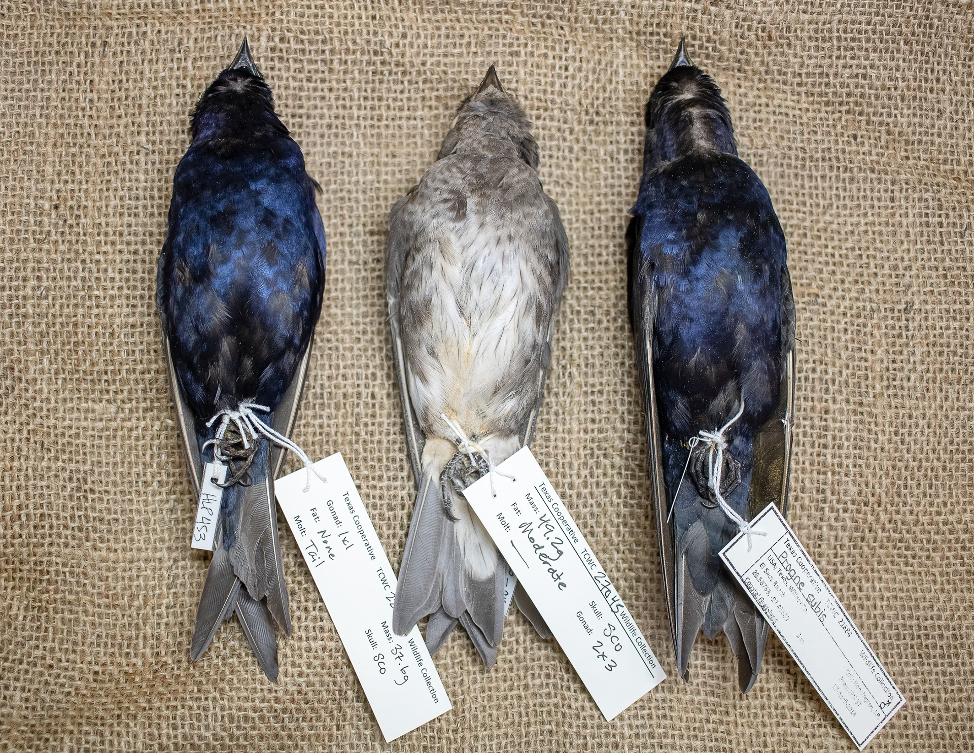 These three purple martins (Progne subis) are part of the specimen collection at Texas A&M Biodiversity Research and Education Center, in College Station, TX. Deceased purple martins found by volunteers at the pre-migratory roosts in Austin are brought here to become specimen skins. Genetic material is also collected from them, which is made available for scientific research