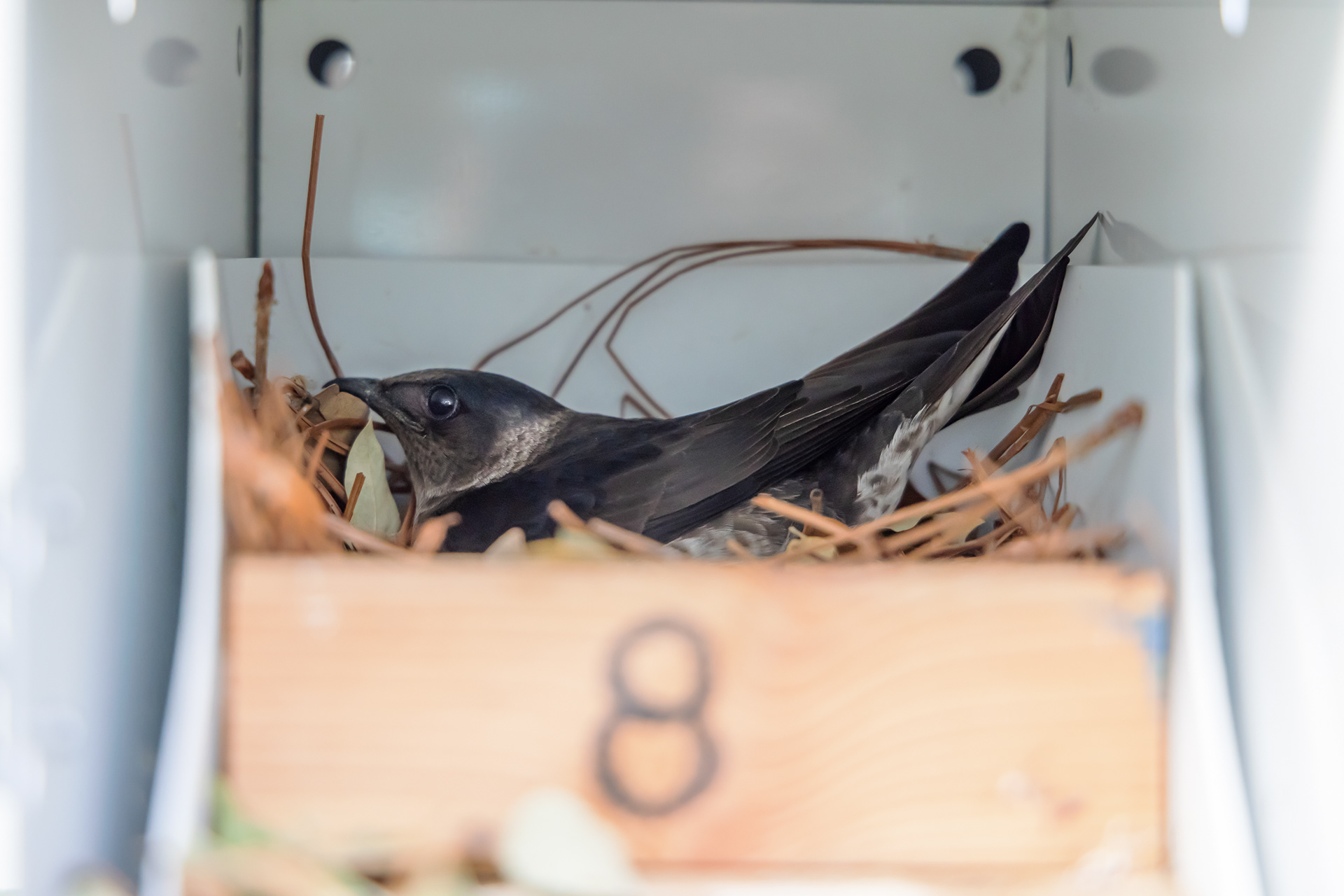 A female purple martin (Progne subis) sits on her nest while her landlords perform a nest check.