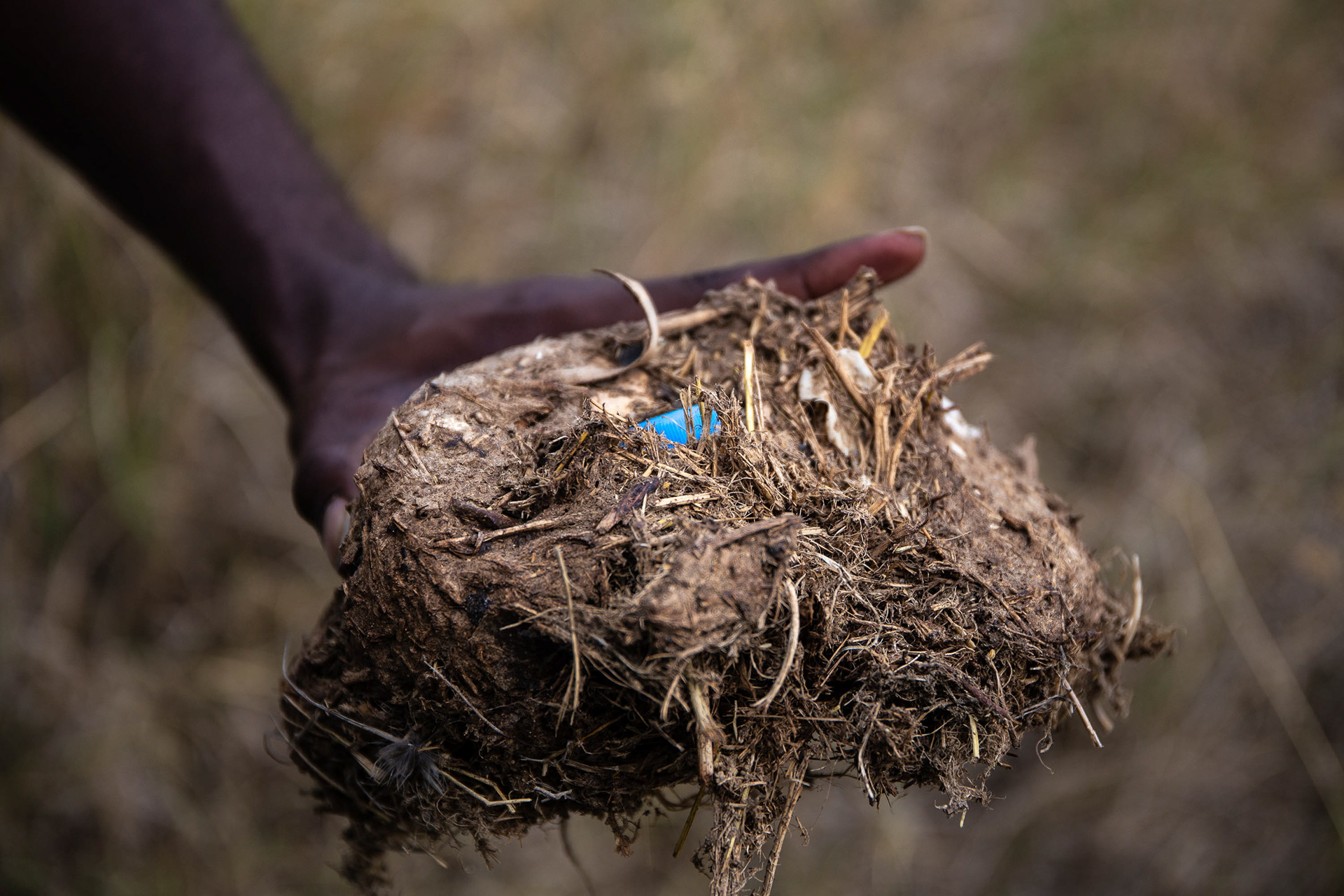 A plastic water bottle cap is found in some elephant dung in Serengeti National Park.  Despite attempts to keep plastic out of the park, animals can find it at the camps.   This elephant is lucky that the plastic didn't get lodged in its digestive tract. 