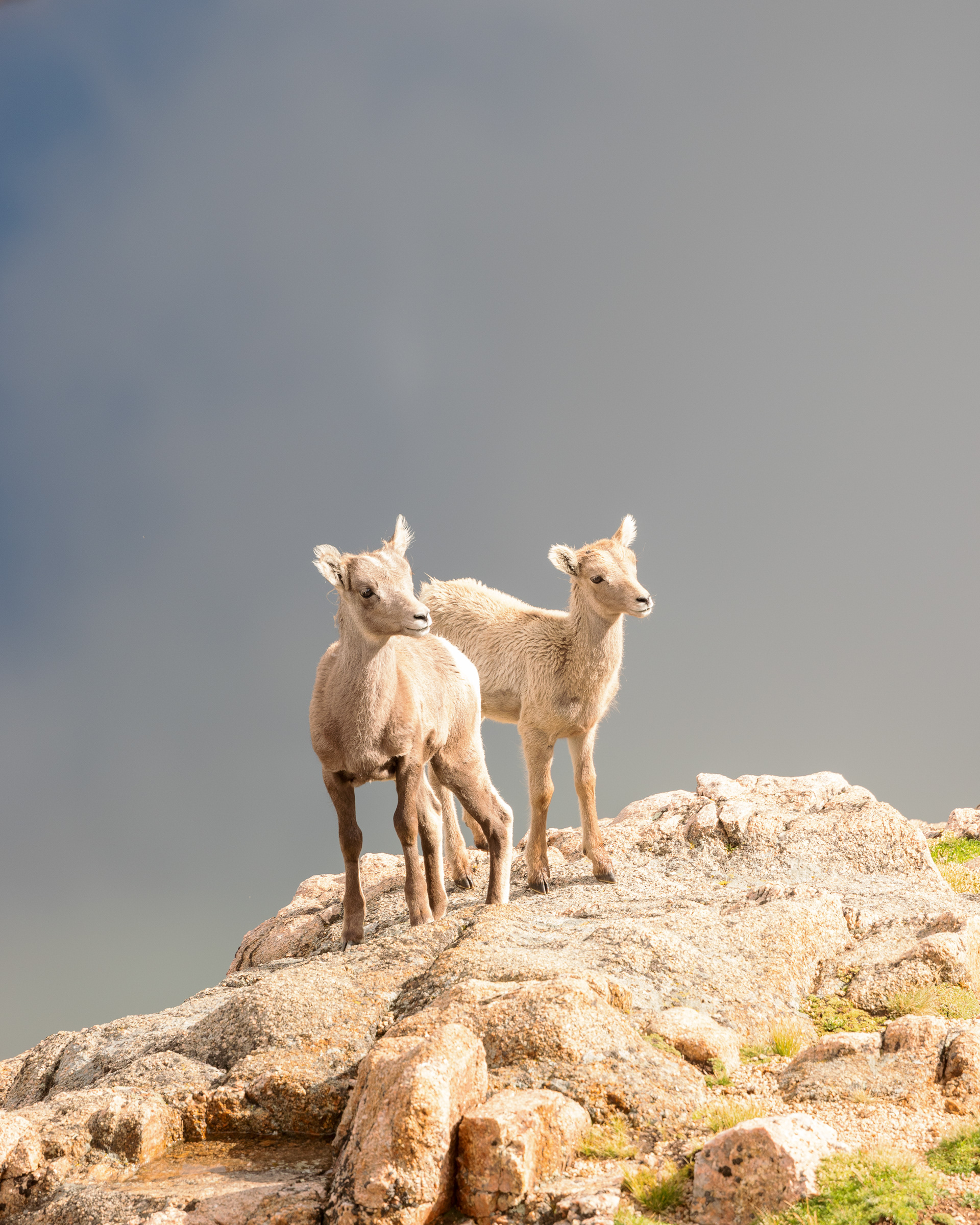 Two adorable bighorn sheep (Ovis canadensis) lambs strike am angelic pose on an overlook at Chicago Lakes near Summit Lake. how to