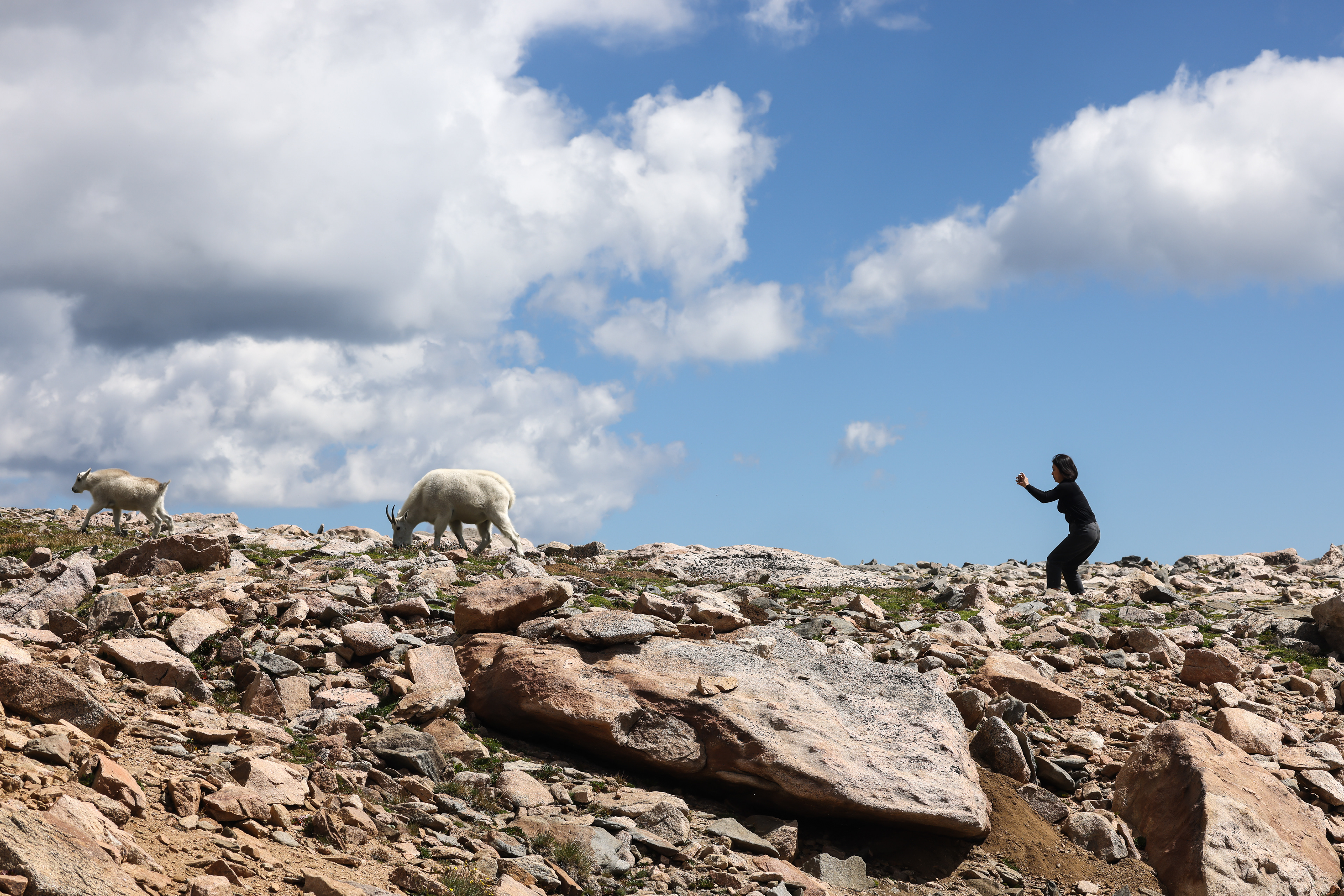 In an attempt to capture a good iphone photo, a visitor to Mount Blue Sky approaches a feeding Rocky Mountain goat (Oreamnos americanus) and her baby, causing them to become nervous and change their behavior. This type of interaction is what the Denver Zoo Conservation team hopes to discourage.